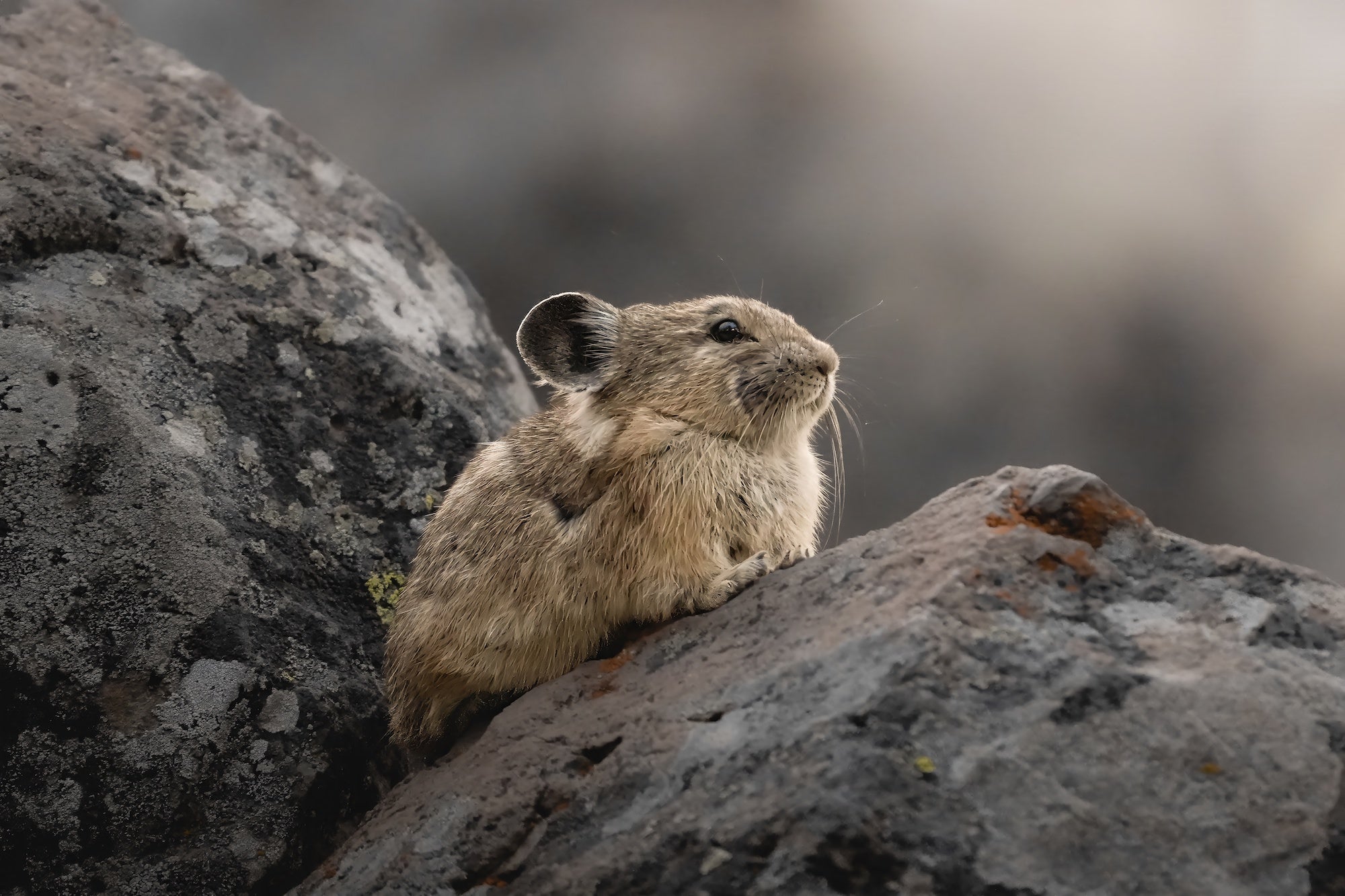 A pika peers alertly from between boulders, its fine fur detail rendered sharply by the Sony RX10 V in this intimate wildlife portrait by Dani Hamm.