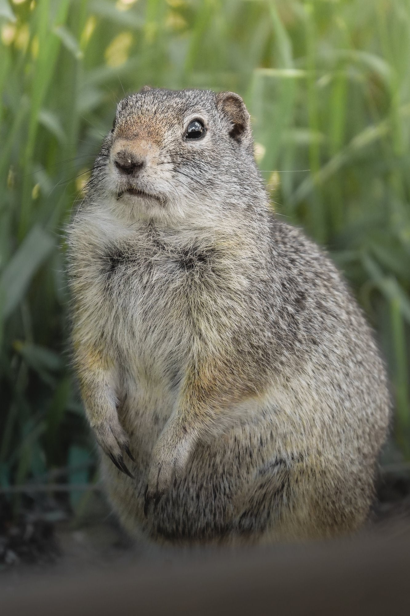 A ground squirrel stands upright in a close-up portrait with a soft green background, captured with the Sony RX10 V by wildlife photographer Dani Hamm.