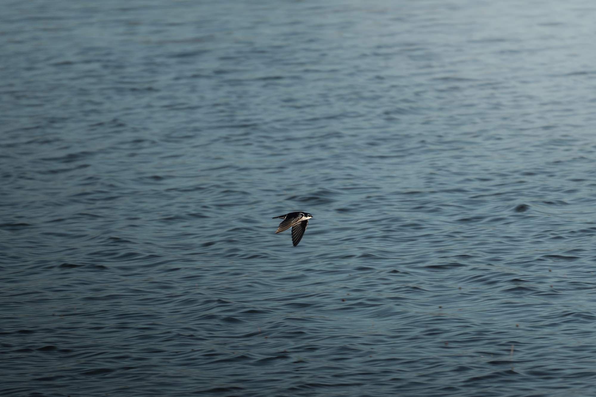 A tree swallow skims low over calm blue water, frozen mid-flight by the Sony RX10 V's fast tracking in this minimalist wildlife image by Dani Hamm.