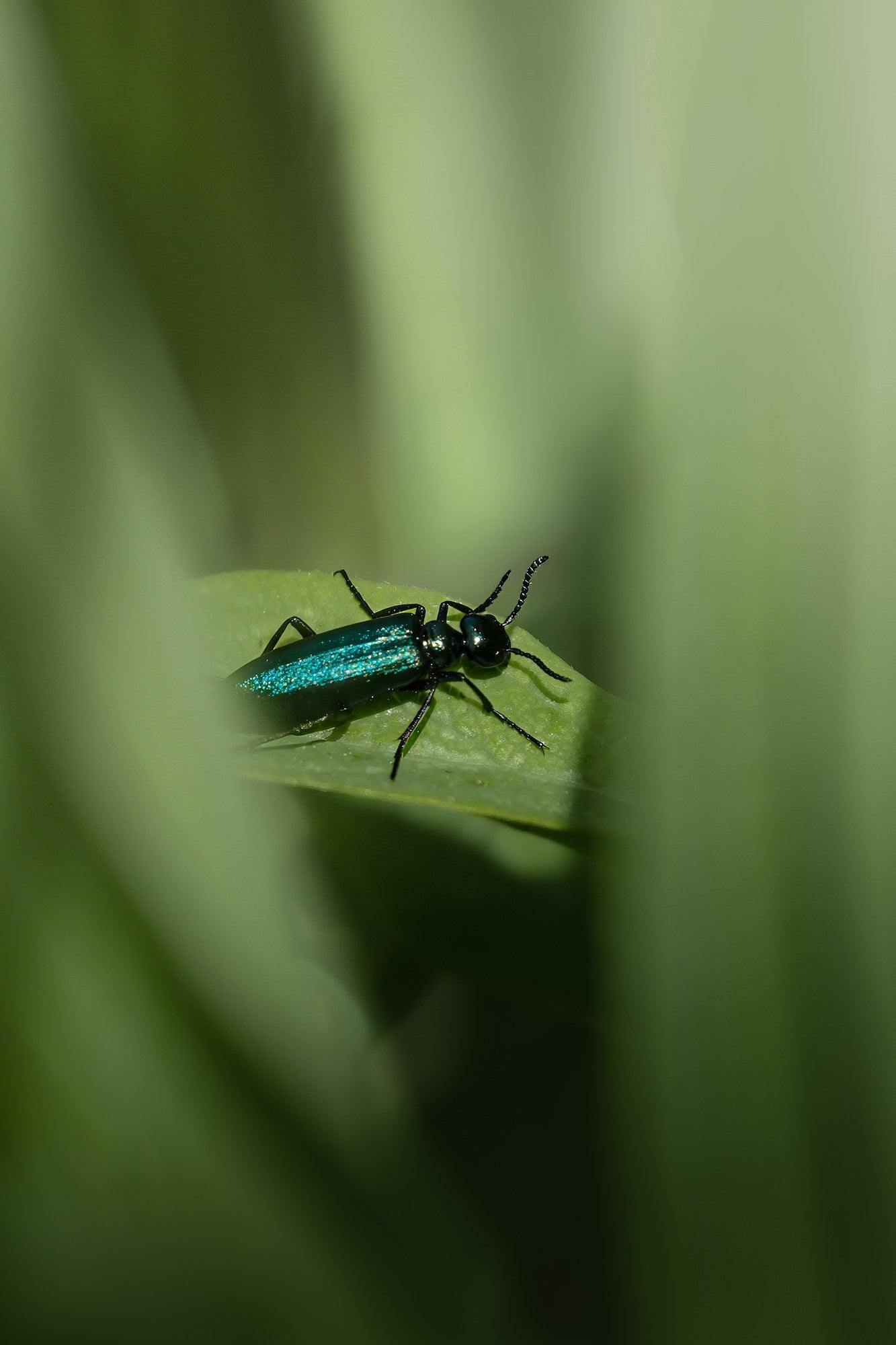 (Beetle) An iridescent teal beetle rests on a sunlit leaf, framed by soft green bokeh, captured with stunning macro detail using the Sony RX10 V.