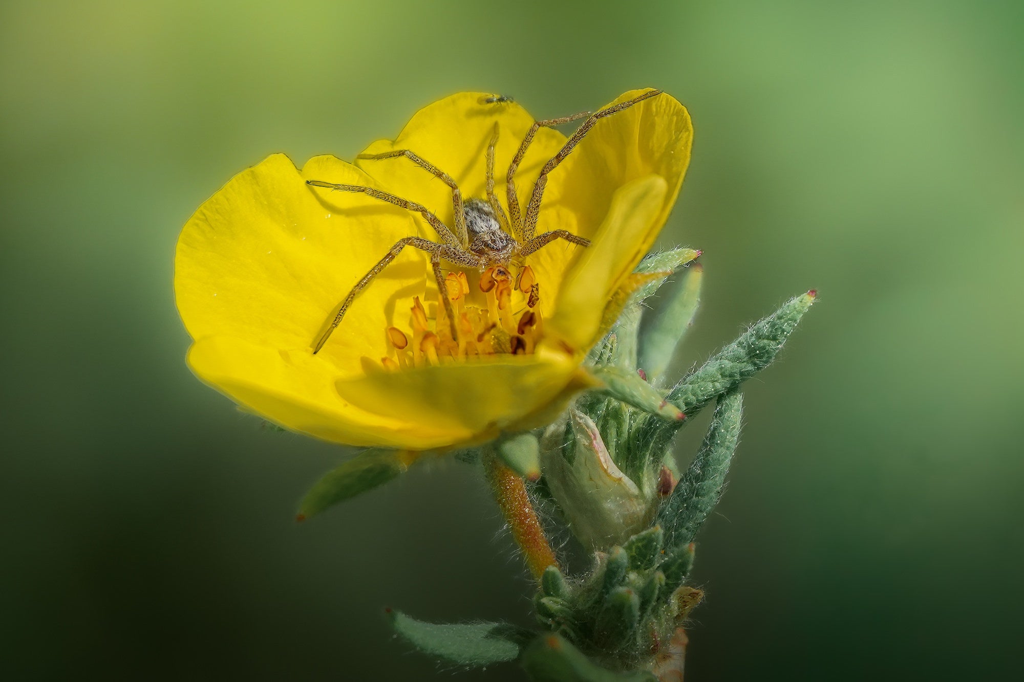 (Spider on flower) A golden spider hunkers in the center of a bright yellow cinquefoil wildflower, its legs spread wide across the petals &mdash; a striking macro moment captured with the Sony RX10 V.
