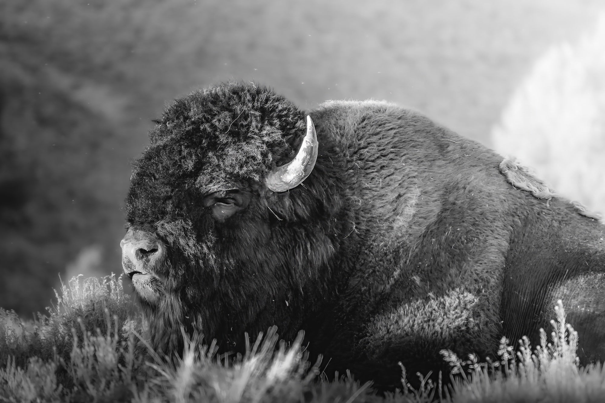 (Bison B&W) A massive American bison rests in the grass in this dramatic black-and-white close-up, the texture of its thick coat and curved horn rendered with painterly depth by the Sony RX10 V.