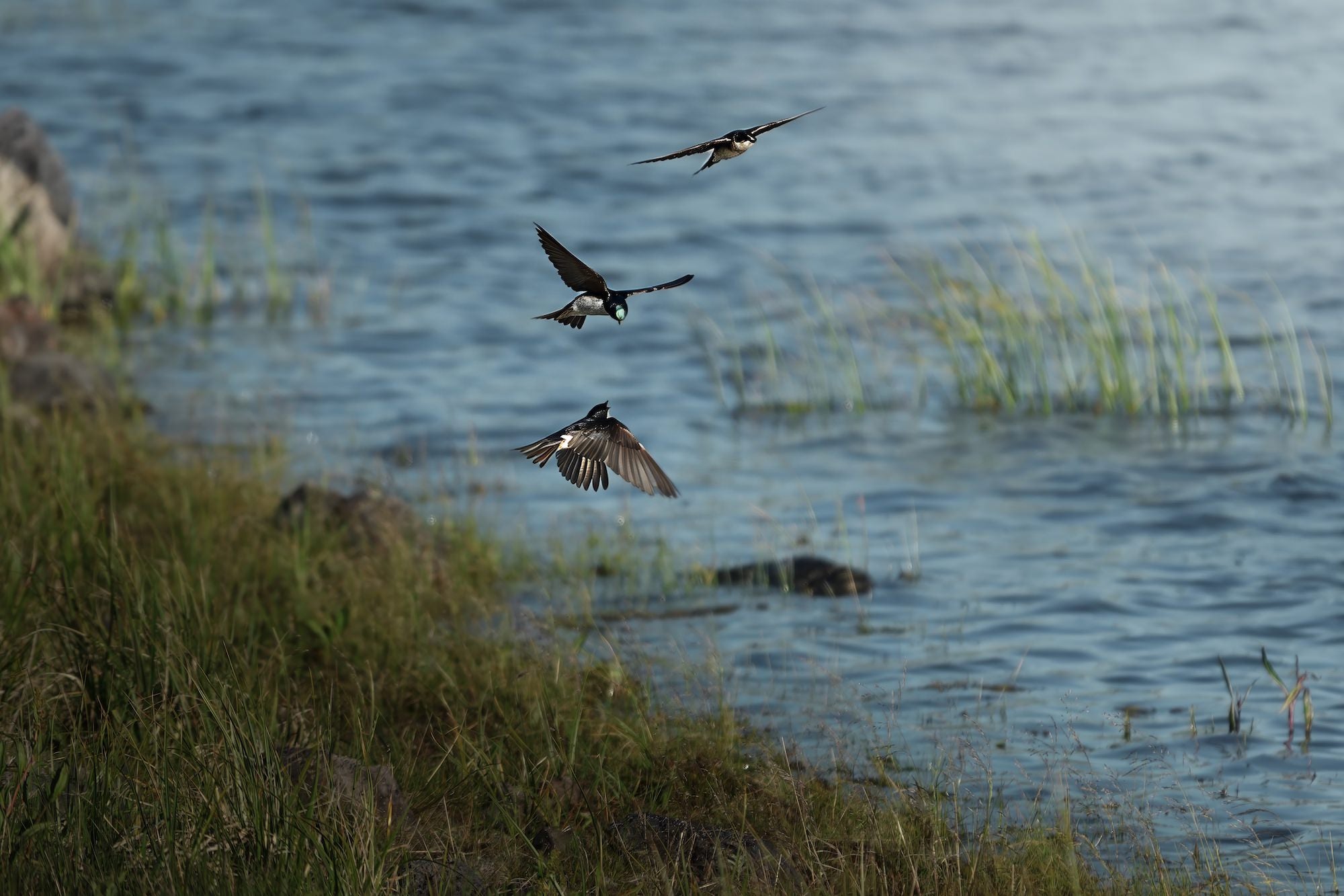 (Swallows in flight) Three tree swallows dart through the air along a wetland shoreline, wings spread in mid-flight, frozen in sharp detail against the soft blue water by the Sony RX10 V's fast autofocus.