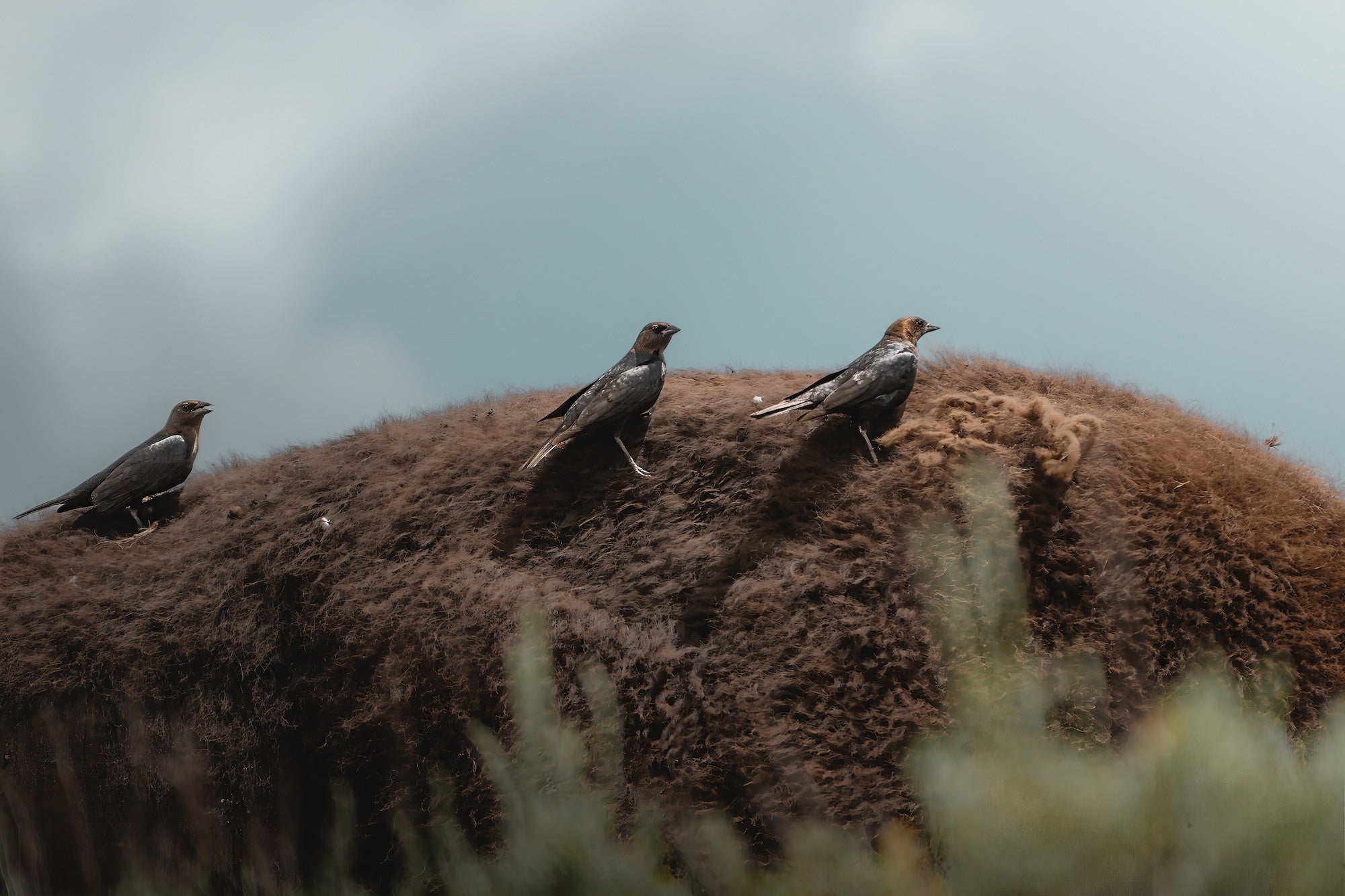 Three cowbirds perch atop a bison's woolly back against a stormy sky, captured with the Sony RX10 V by wildlife photographer Dani Hamm.