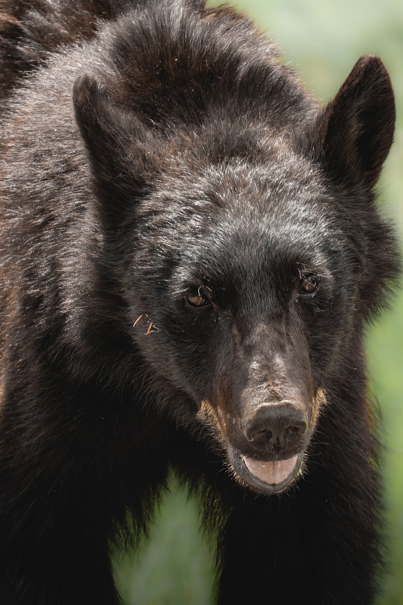 Close-up portrait of an American black bear gazing directly into the lens, showcasing the Sony RX10 V's detail and subject isolation in the wild.