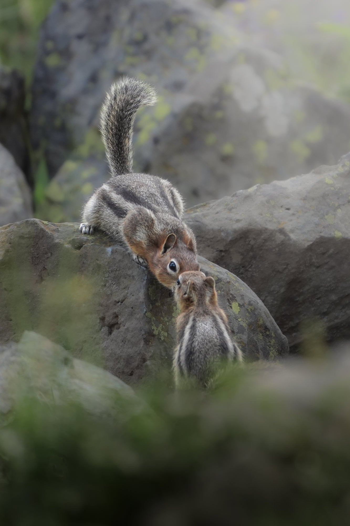 Two chipmunks touch noses on a lichen-covered rock, a tender wildlife moment captured with the Sony RX10 V by photographer Dani Hamm.
