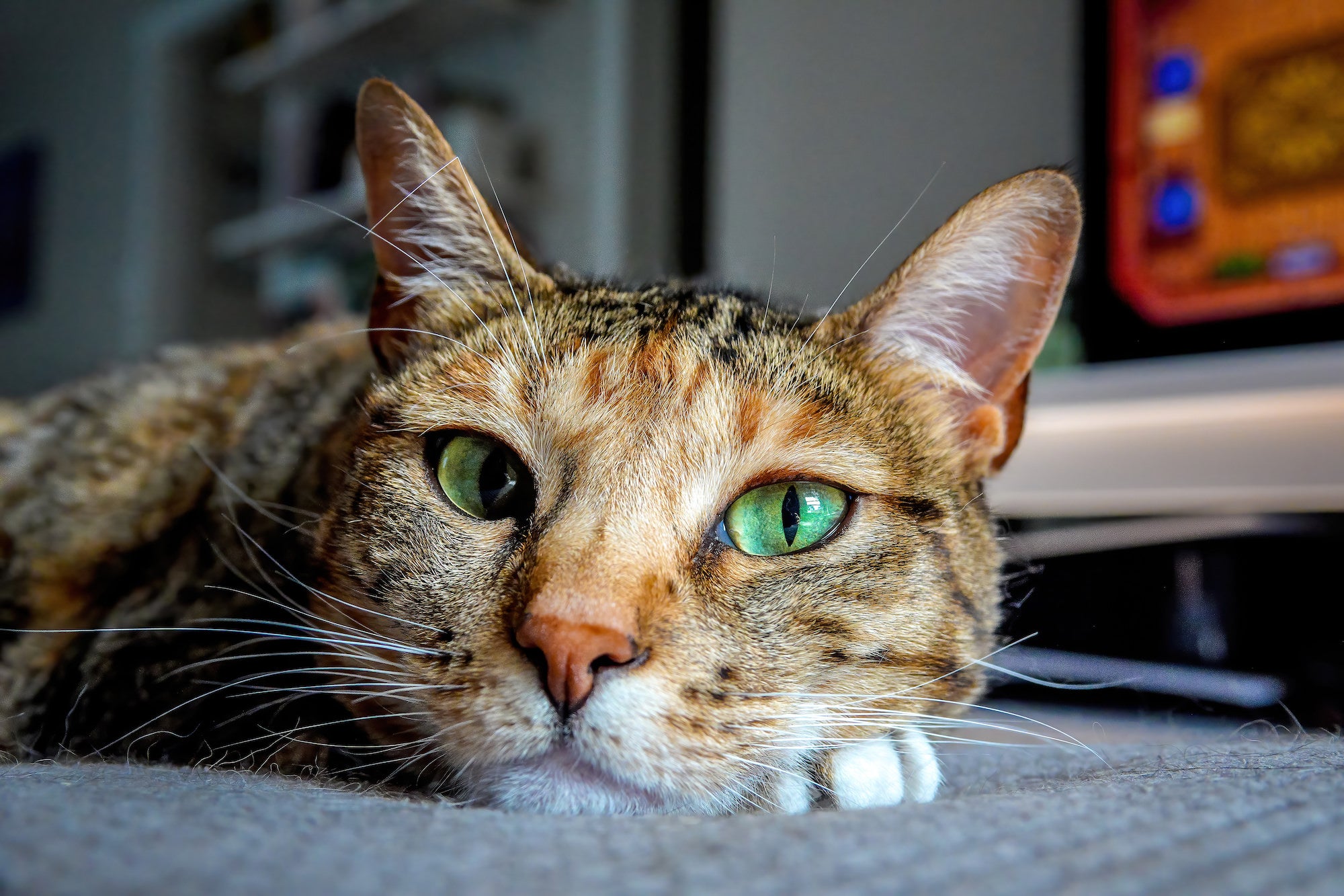 (Cat close-up) A tabby cat rests with its chin nearly on the ground, staring directly into the lens with mesmerizing bright green eyes &mdash; the Sony RX10 V resolving every fine whisker and fur detail.