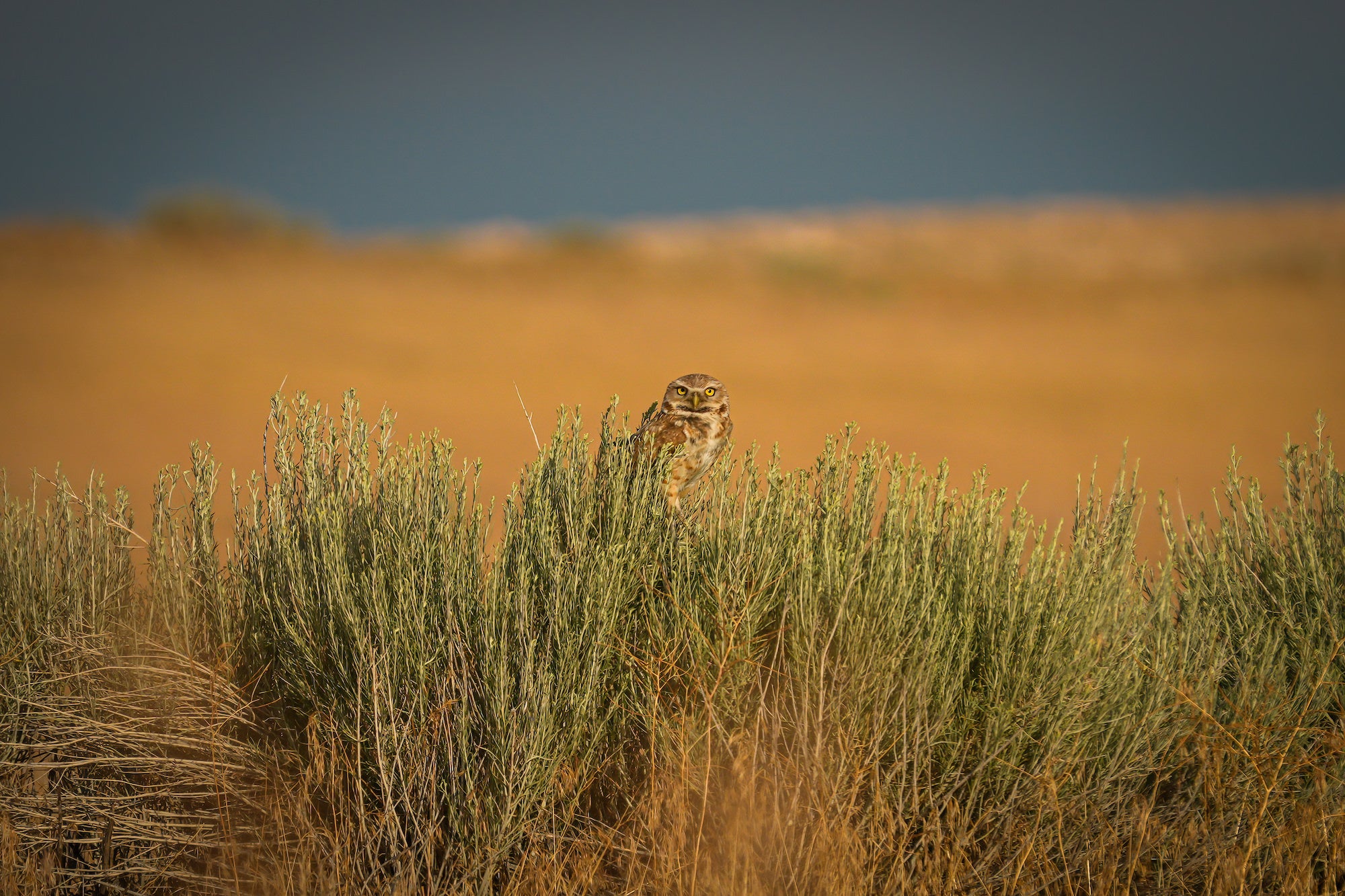 (Burrowing owl in sagebrush) A burrowing owl peers over the top of a sagebrush clump in a golden prairie, its intense yellow eyes locked on the camera as storm clouds gather on the horizon.