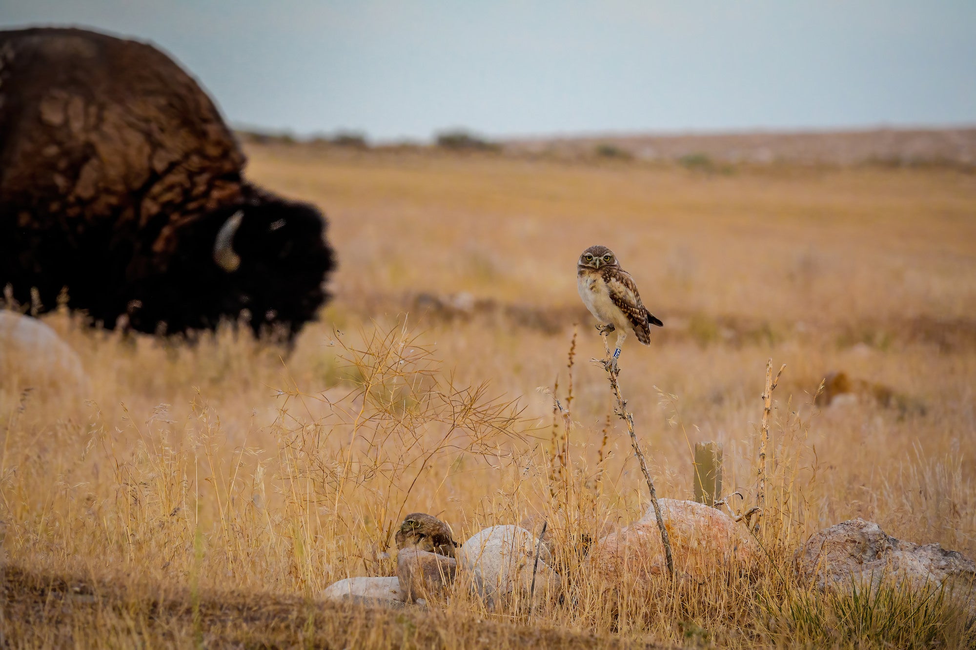 Burrowing owl + bison) A burrowing owl perches on a low dry stalk and stares toward the camera while a massive bison grazes out of focus in the left background &mdash; a remarkable two-subject composition from the open prairie captured with the Sony RX10 V.