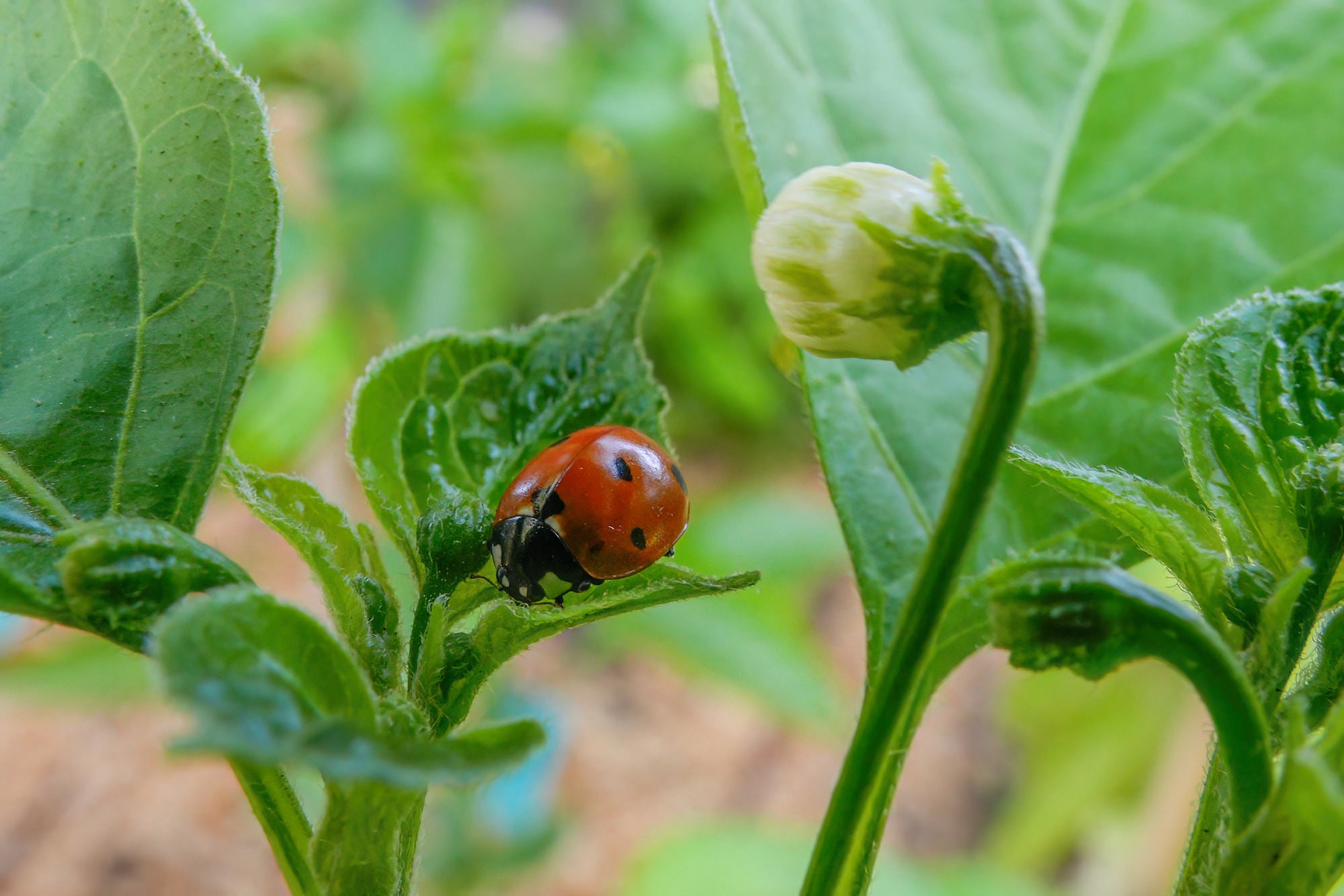 (Ladybug) A red ladybug with black spots crawls along the edge of a bright green leaf beside a small flower bud, the Sony RX10 V rendering every fine surface detail in this close-up macro shot.