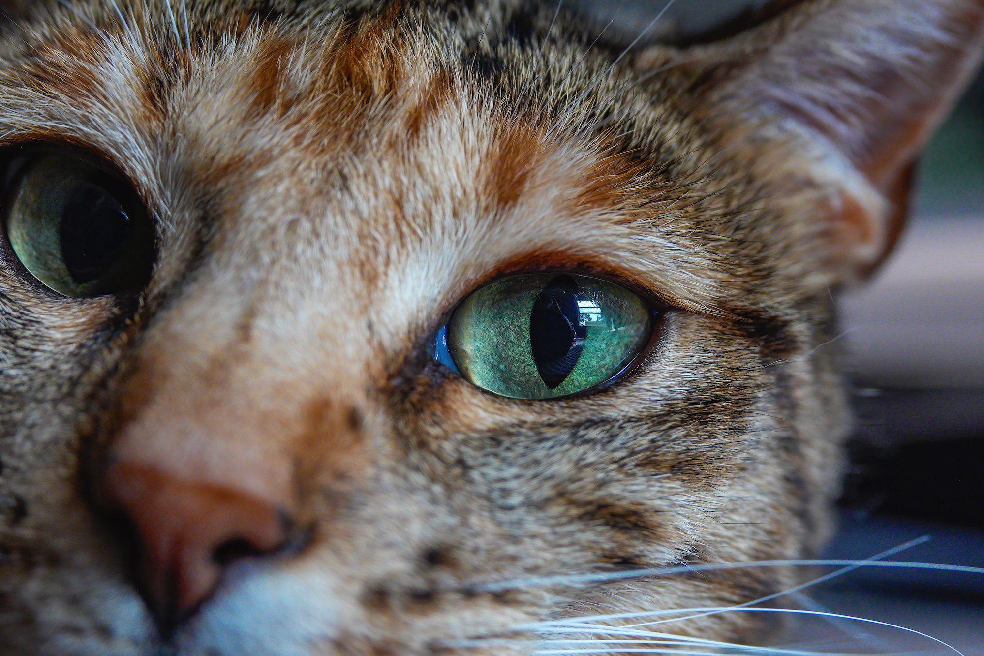 (Cat close-up) A tabby cat rests with its chin nearly on the ground, staring directly into the lens with mesmerizing bright green eyes &mdash; the Sony RX10 V resolving every fine whisker and fur detail.