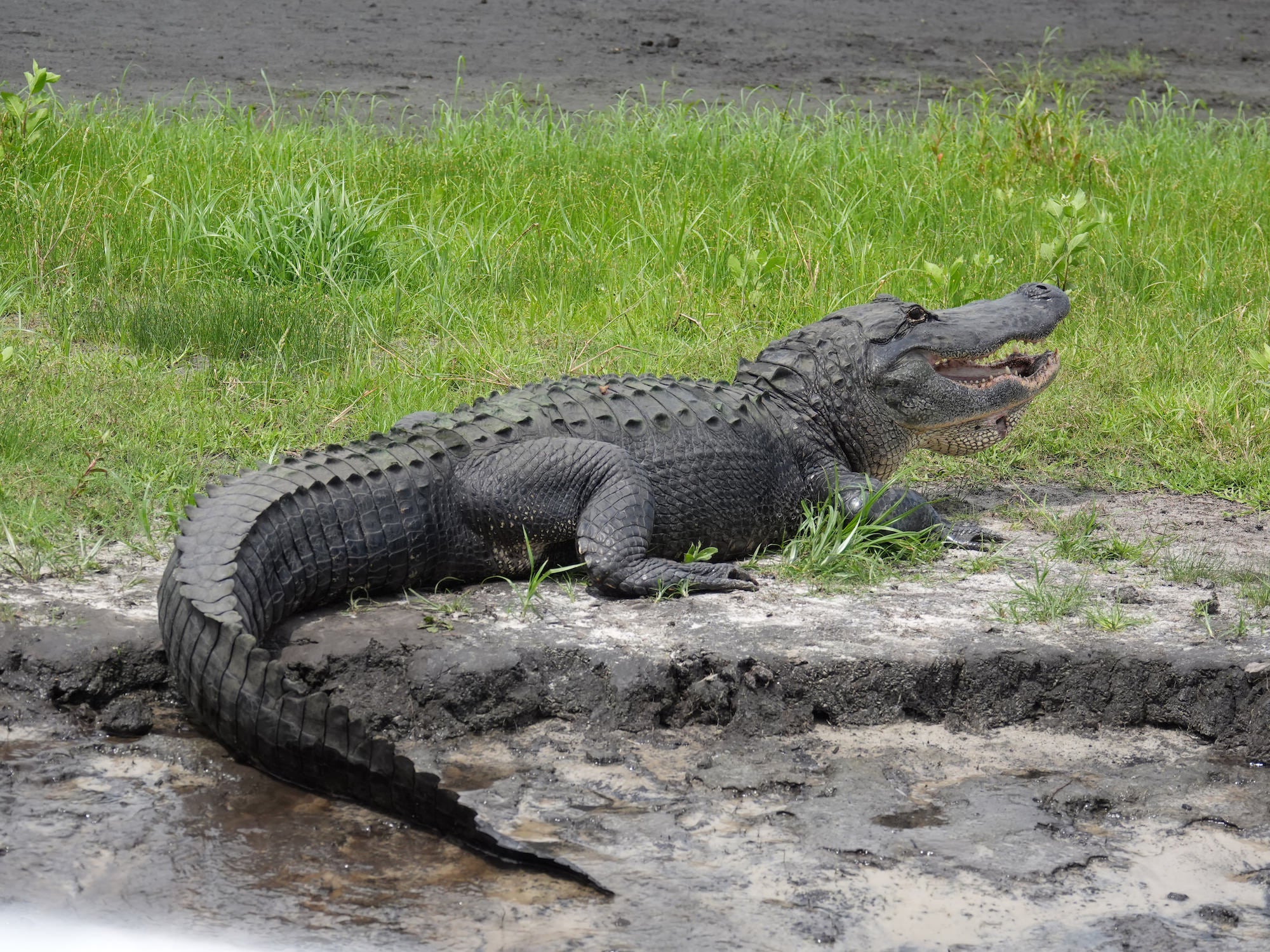 (Alligator) A large American alligator rests on a muddy bank beside a green marsh, its mouth open wide in a display of prehistoric power, captured in sharp detail with the Sony RX10 V from a safe distance.