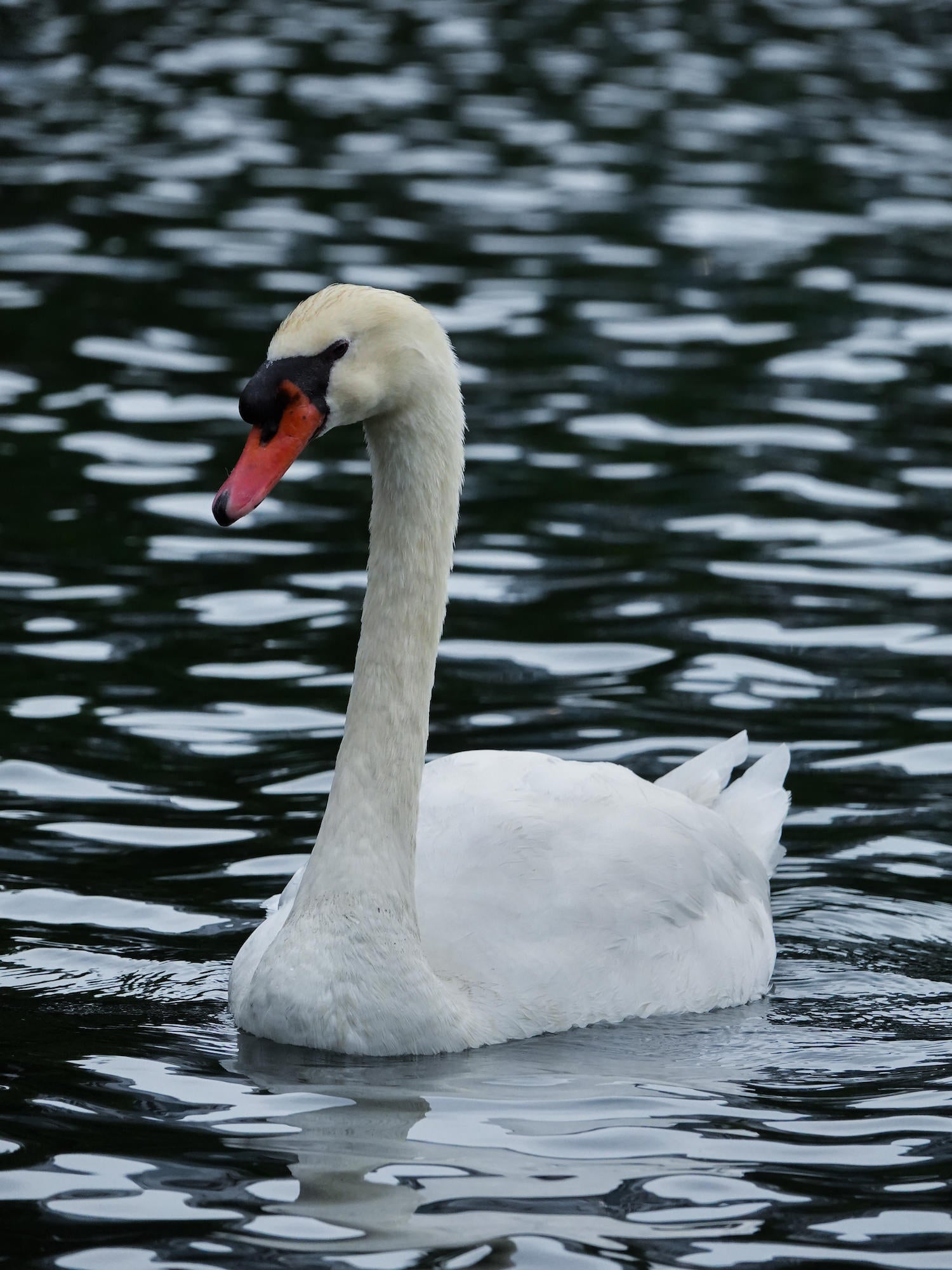 (Swan) A mute swan glides through dark, rippling water, its brilliant white plumage and vivid orange bill in sharp contrast against the moody surface &mdash; a classic wildlife portrait made with the Sony RX10 V.
