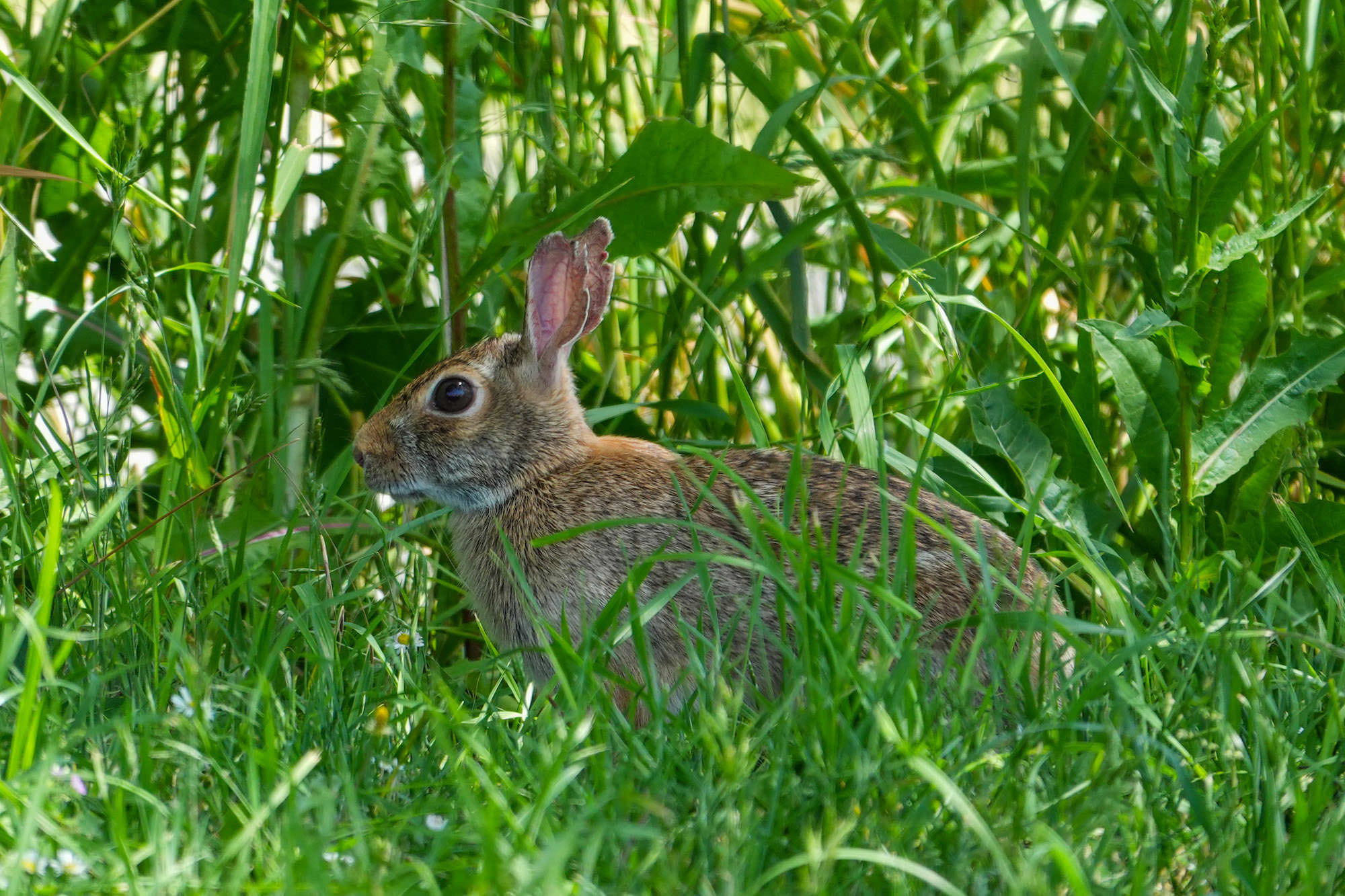 (Rabbit) An Eastern cottontail rabbit crouches in a tangle of tall green grass, its alert eye and soft brown fur captured in rich detail with the Sony RX10 V.