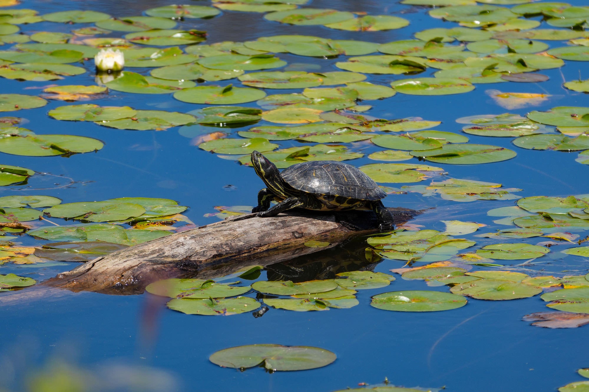 A painted turtle basks on a weathered log surrounded by lily pads on a calm blue pond, captured from a comfortable distance with the Sony RX10 V's versatile zoom.