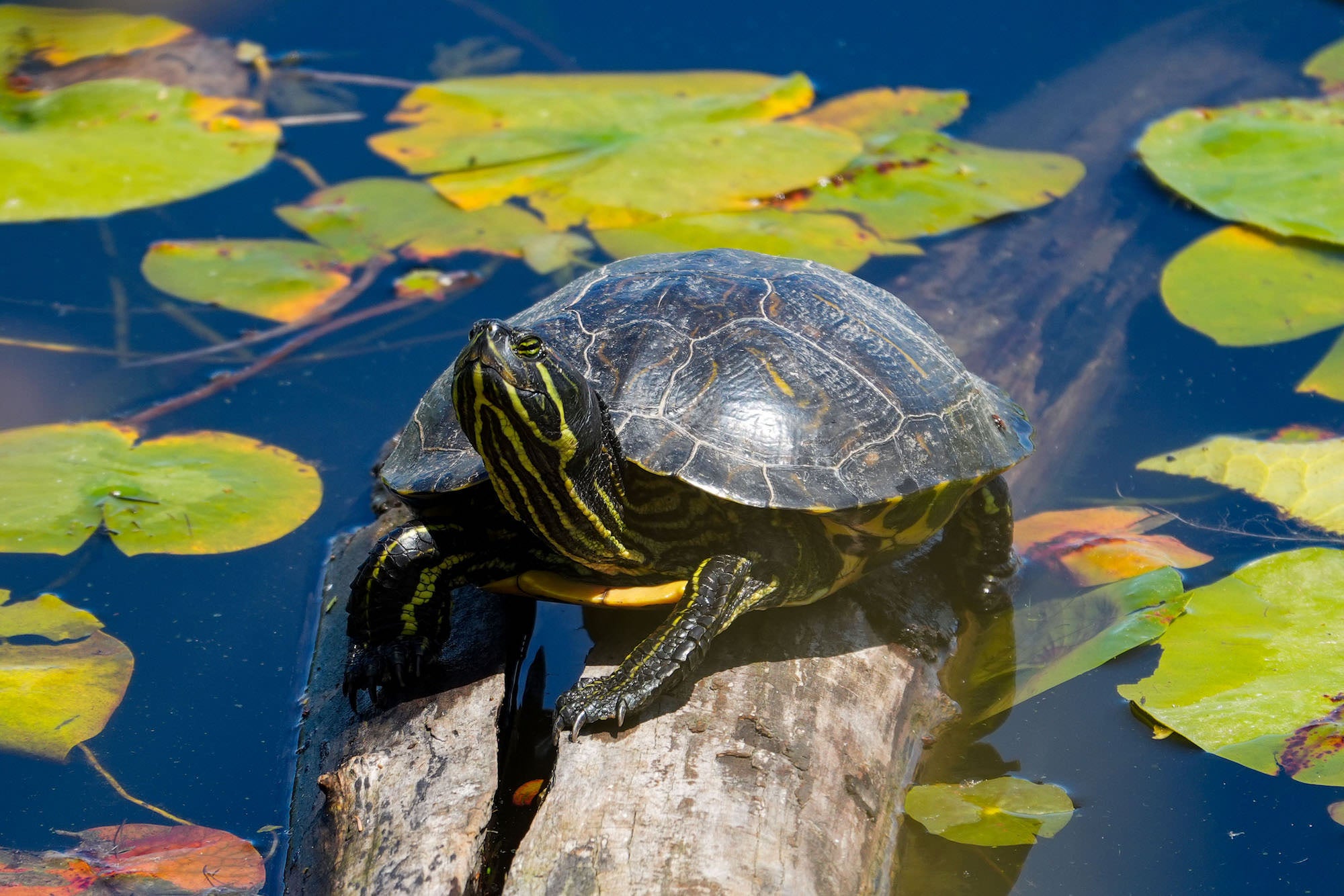 A yellow-bellied slider turtle cranes its neck skyward from its perch on a mossy log, the bold yellow stripes and intricate shell pattern sharp against a backdrop of autumn lily pads.