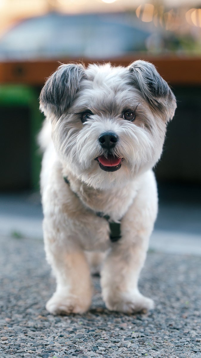 https://alphauniverseglobal.media.zestyio.com/alpha-universe-small-fluffy-dog-standing-on-gravel-evening-bokeh-justin-veenema.jpg?height=1200&fit=bounds