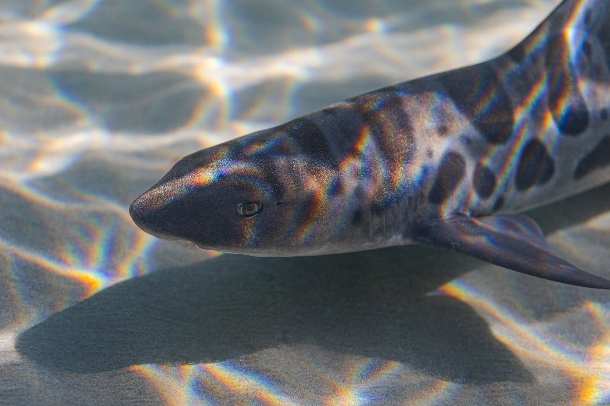 Underwater photo of a leopard shark