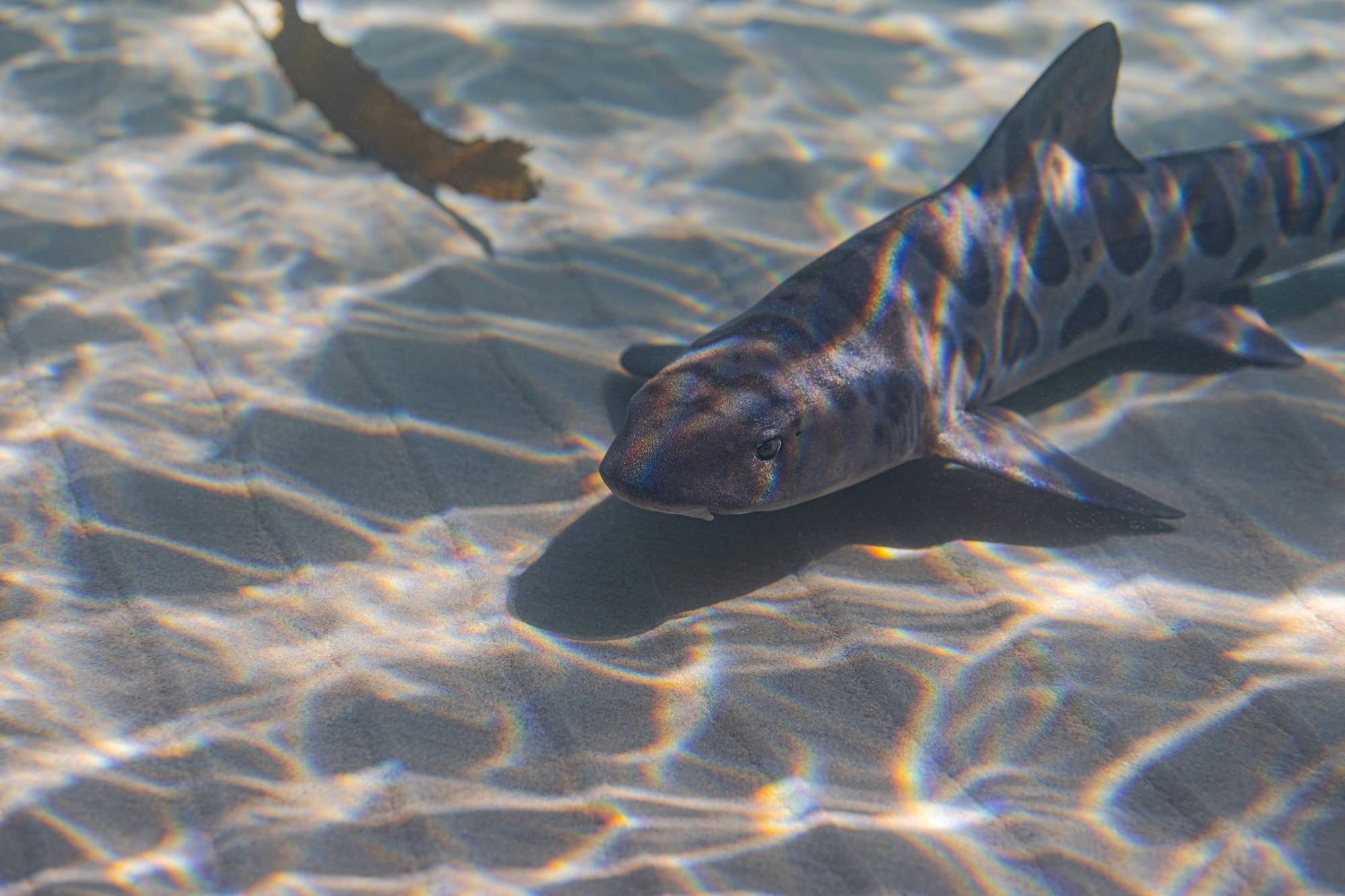Underwater photo of a leopard shark