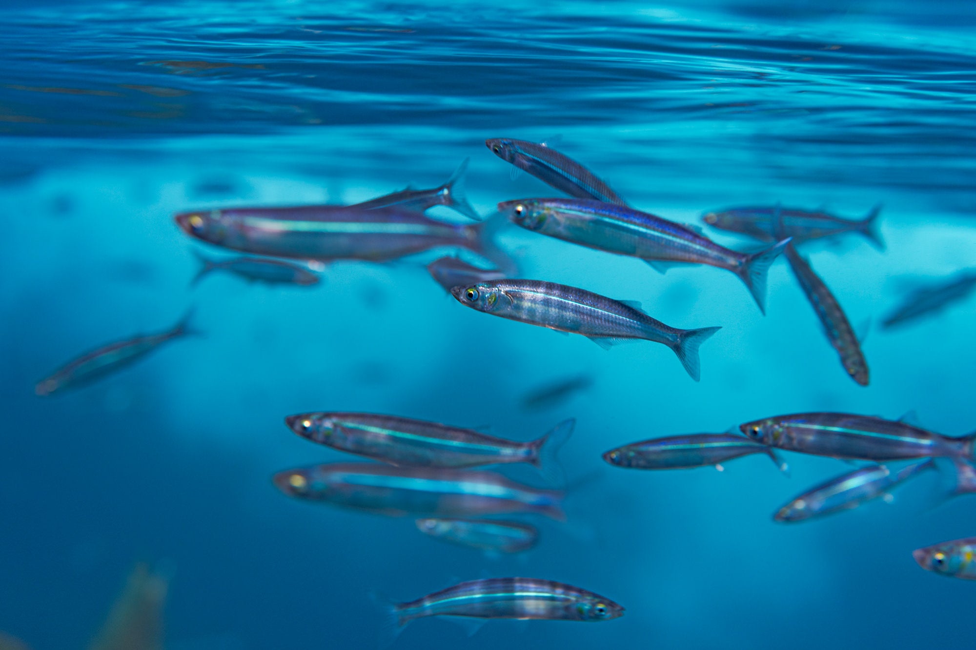 A school of small fish in blue water