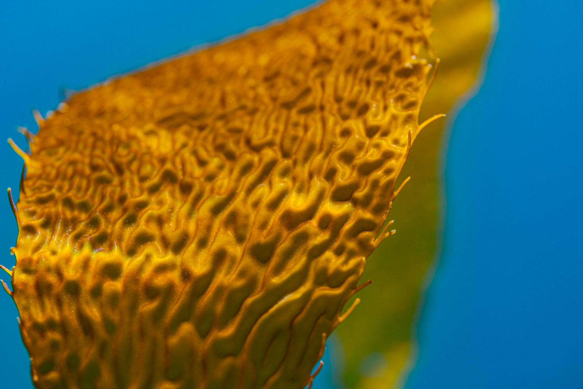 A close-up photo of kelp underwater