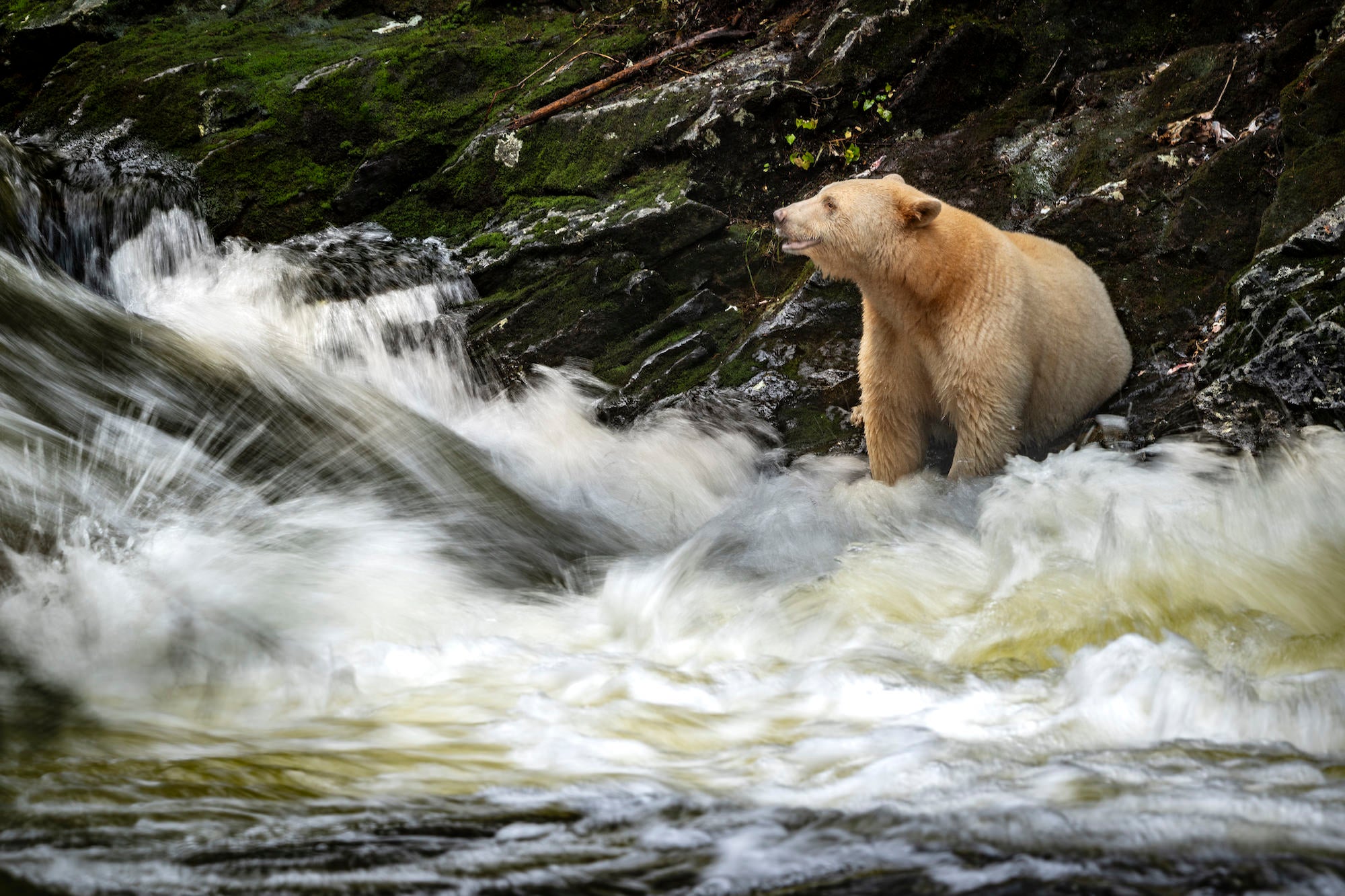 White spirit bear perched on rocks beside a rushing river, with water blurred by a long exposure. Photo by Jack Plant. Alpha 1. 200-600mm f/5.6-6.3 G. 1/15-sec., f/10, ISO 100 White spirit bear perched on rocks beside a rushing river, with water blurred by a long exposure. Photo by Jack Plant. Alpha 1. 200-600mm f/5.6-6.3 G. 1/15-sec., f/10, ISO 100