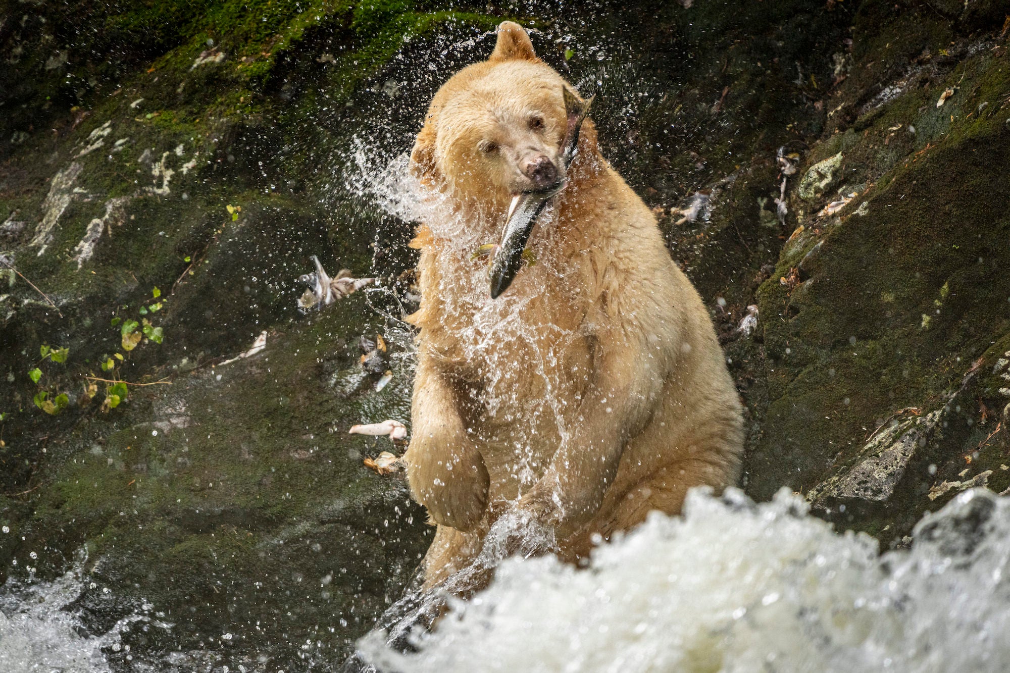 White spirit bear catching a fish out of rushing water. Photo by Jack Plant. Alpha 1. 200-600mm f/5.6-6.3 G. 1/640-sec., f/6.3, ISO 1600 White spirit bear catching a fish out of rushing water. Photo by Jack Plant. Alpha 1. 200-600mm f/5.6-6.3 G. 1/640-sec., f/6.3, ISO 1600