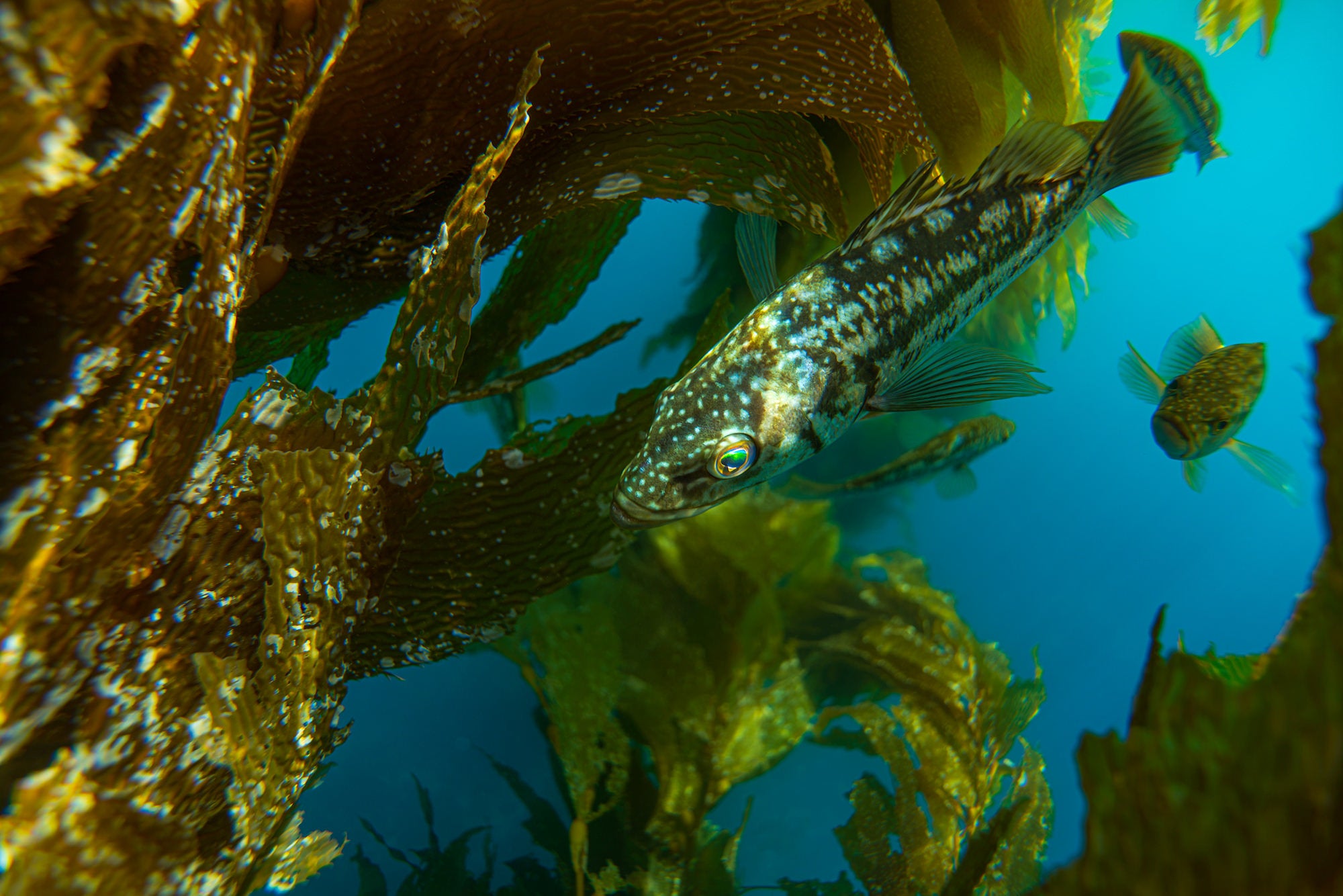Fish swim among kelp fronds underwater, photographed by Stan Moniz.