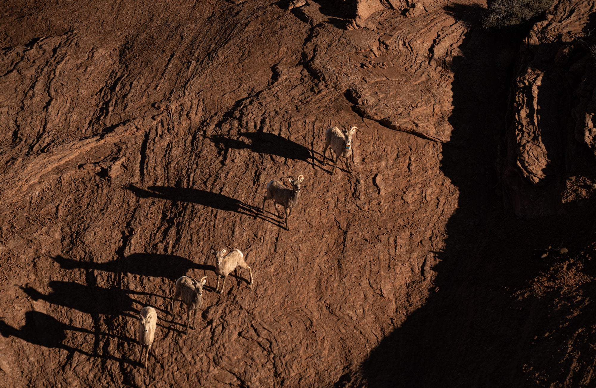 Five bighorn sheep standing on sunlit, rocky desert ground, casting long shadows. Photograph by Sydney Smolla.