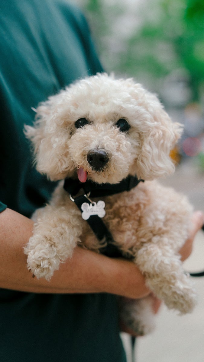 https://alphauniverseglobal.media.zestyio.com/alpha-universe-toy-poodle-being-held-close-portrait-justin-veenema.jpg?height=1200&fit=bounds