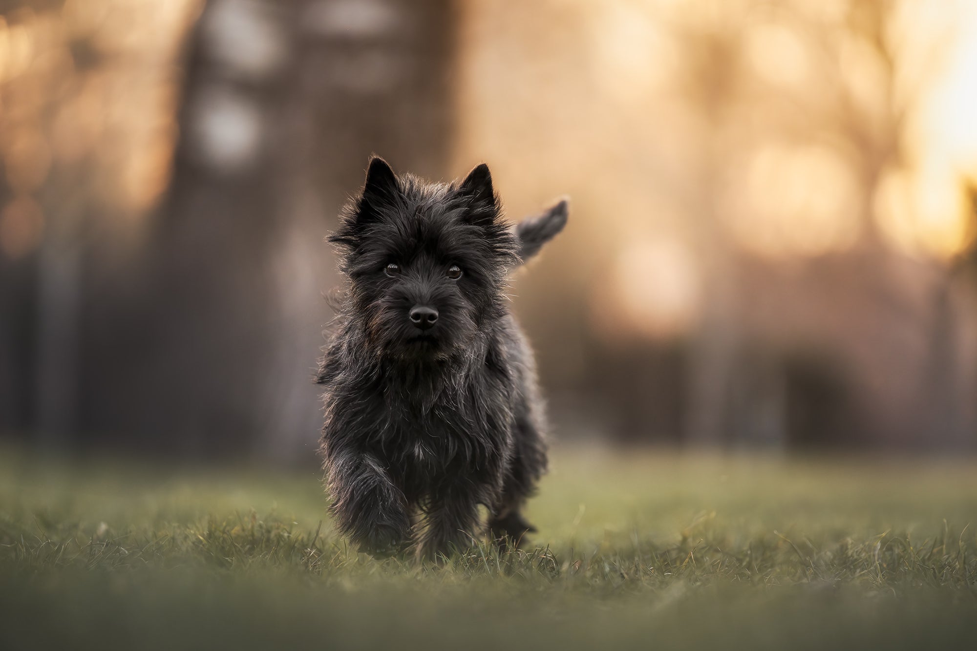 Small black dog running through the grass