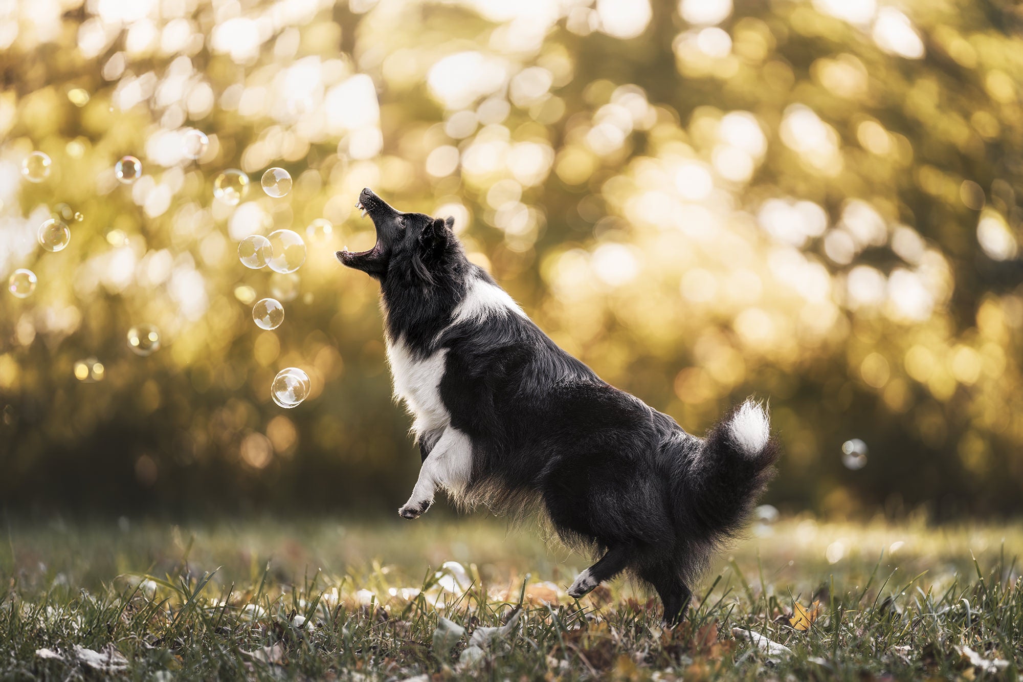 A black and white shepherd chasing after bubble