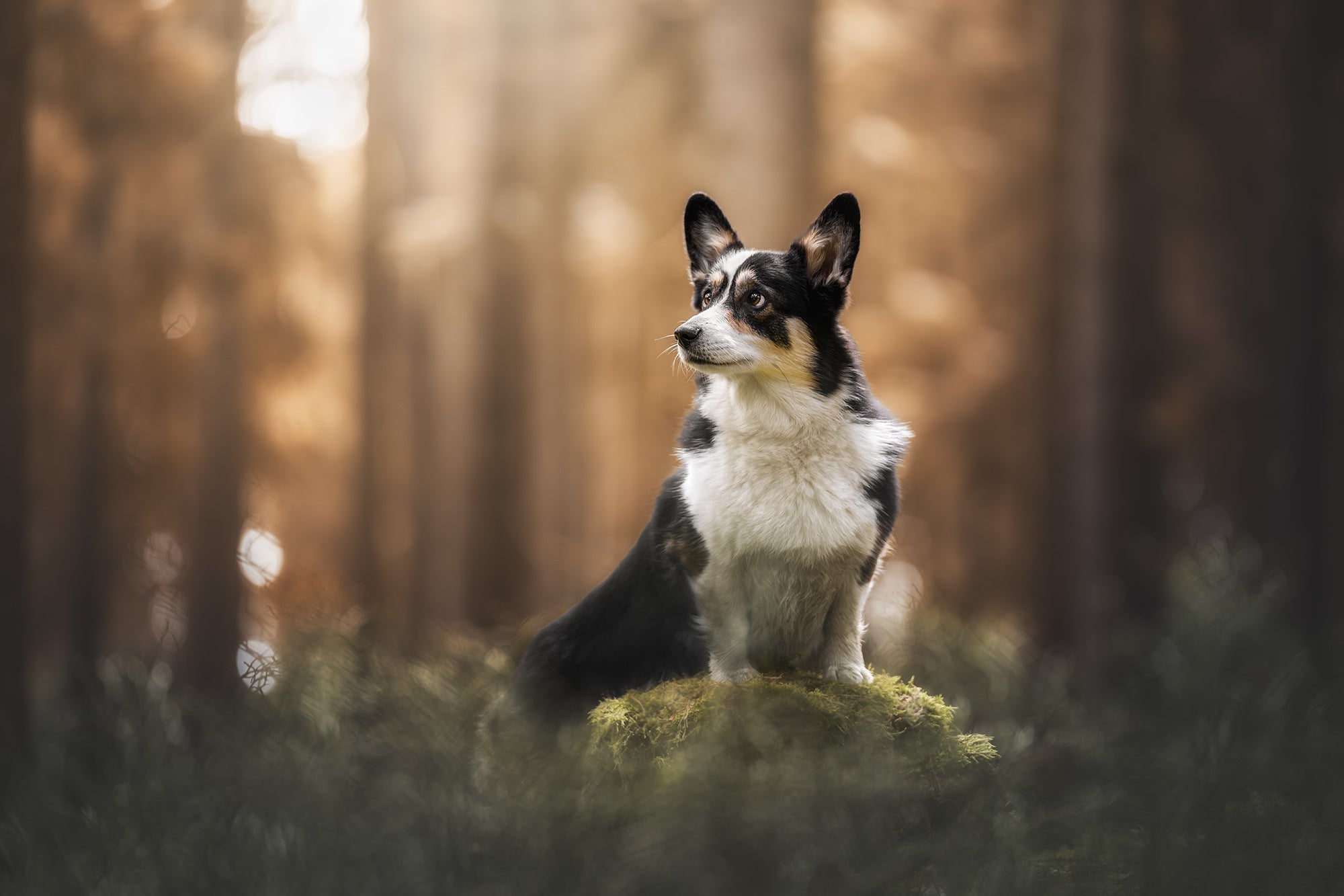 A black, white and brown dog posing on a tree stump in the forest