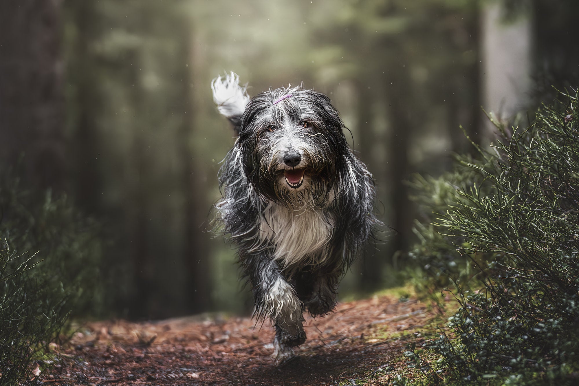 A sheep dog running on a dirt path between bushes