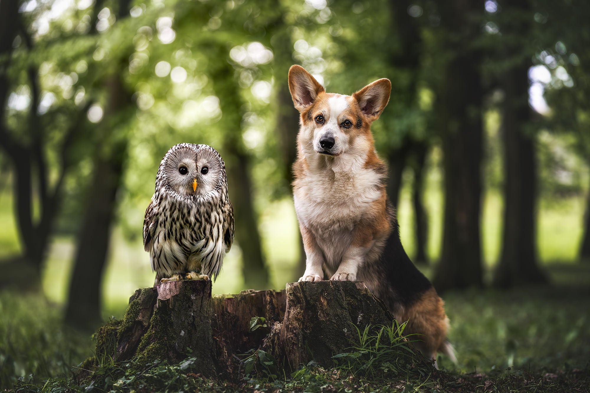 An owl and a corgy posed on a stump in the woods, looking at the camera