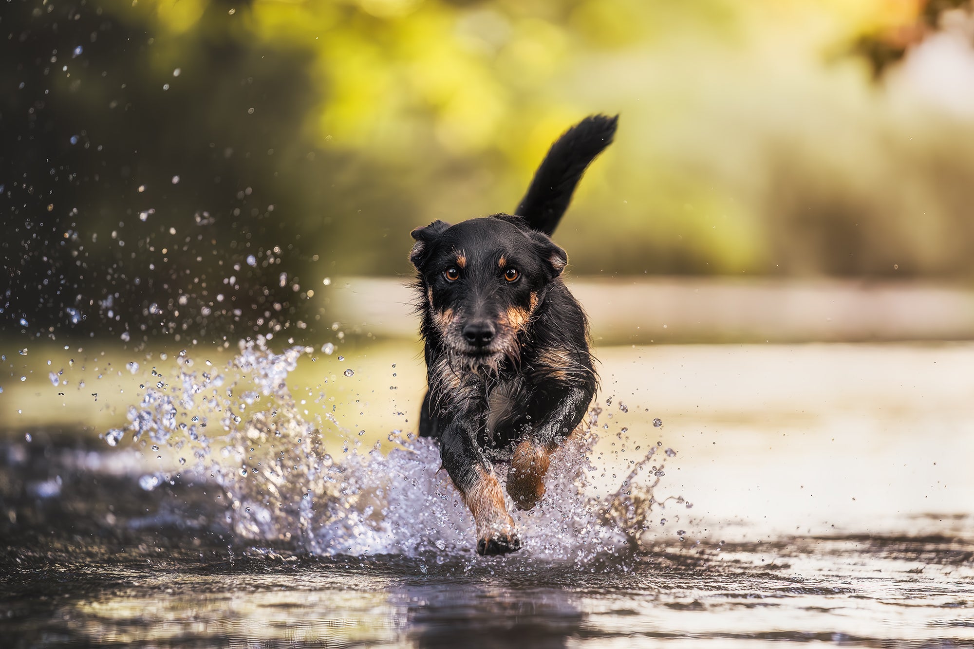 Black and white dog running through water