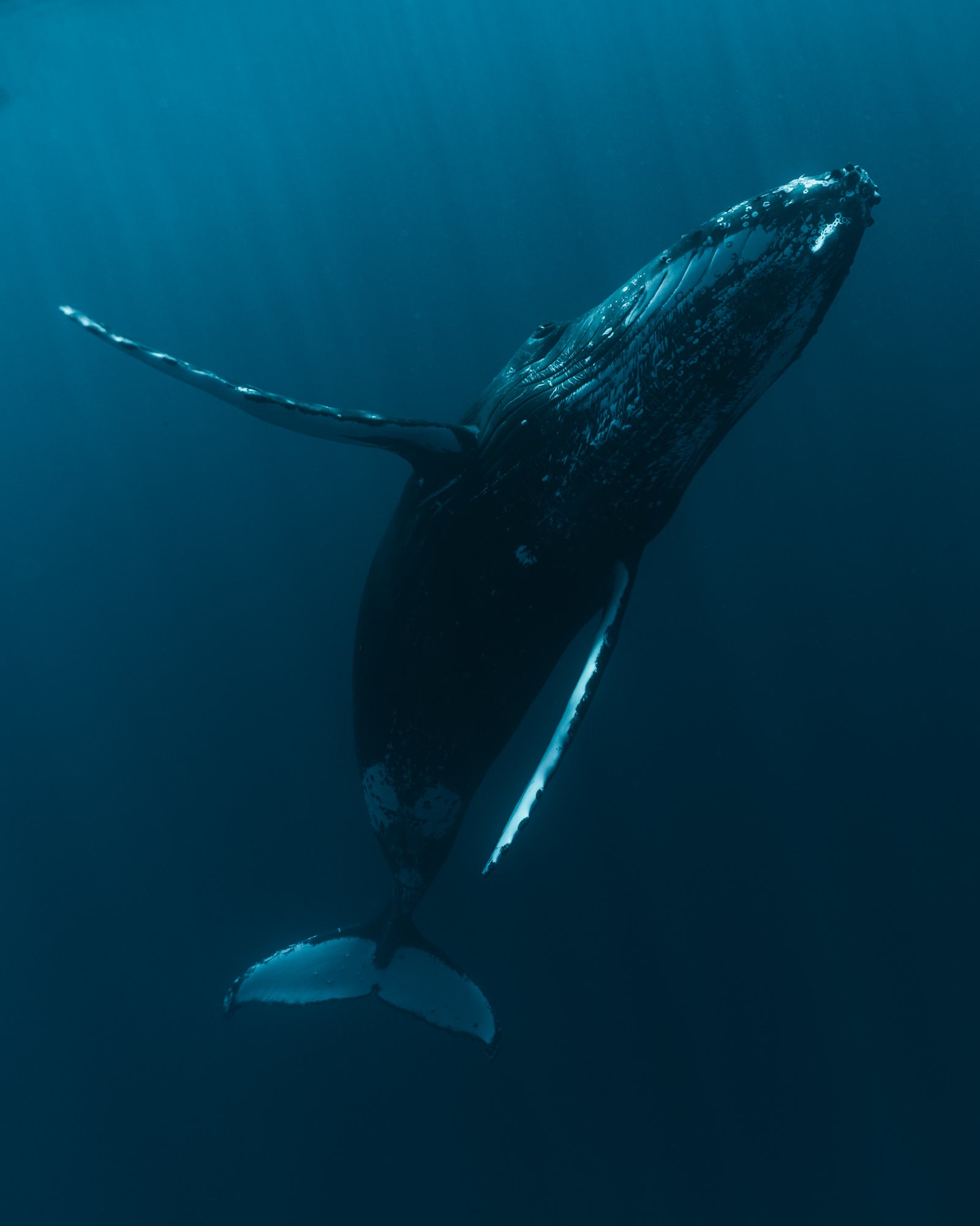 A majestic humpback whale ascends through deep blue water in a striking underwater portrait, its pectoral fins extended wide. Photographed by Eyr&uacute;n Lyd&iacute;a S&aelig;varsd&oacute;ttir with the Sony FE 16-35mm f/2.8 G Master.