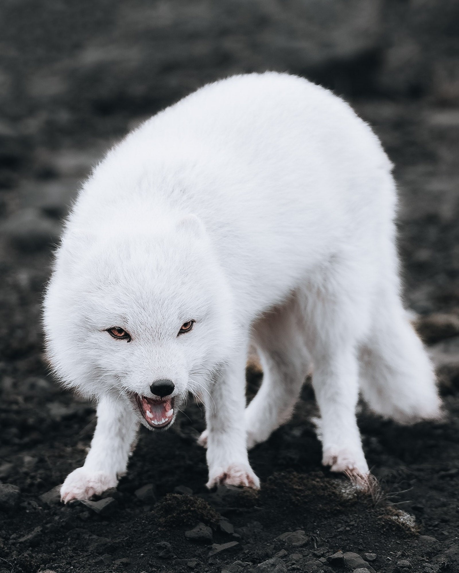 An arctic fox crouches low with teeth bared in a defensive display, its fluffy white coat stark against dark volcanic rock. Photographed by Eyr&uacute;n Lyd&iacute;a S&aelig;varsd&oacute;ttir with the Sony FE 24-70mm f/2.8 G Master II.