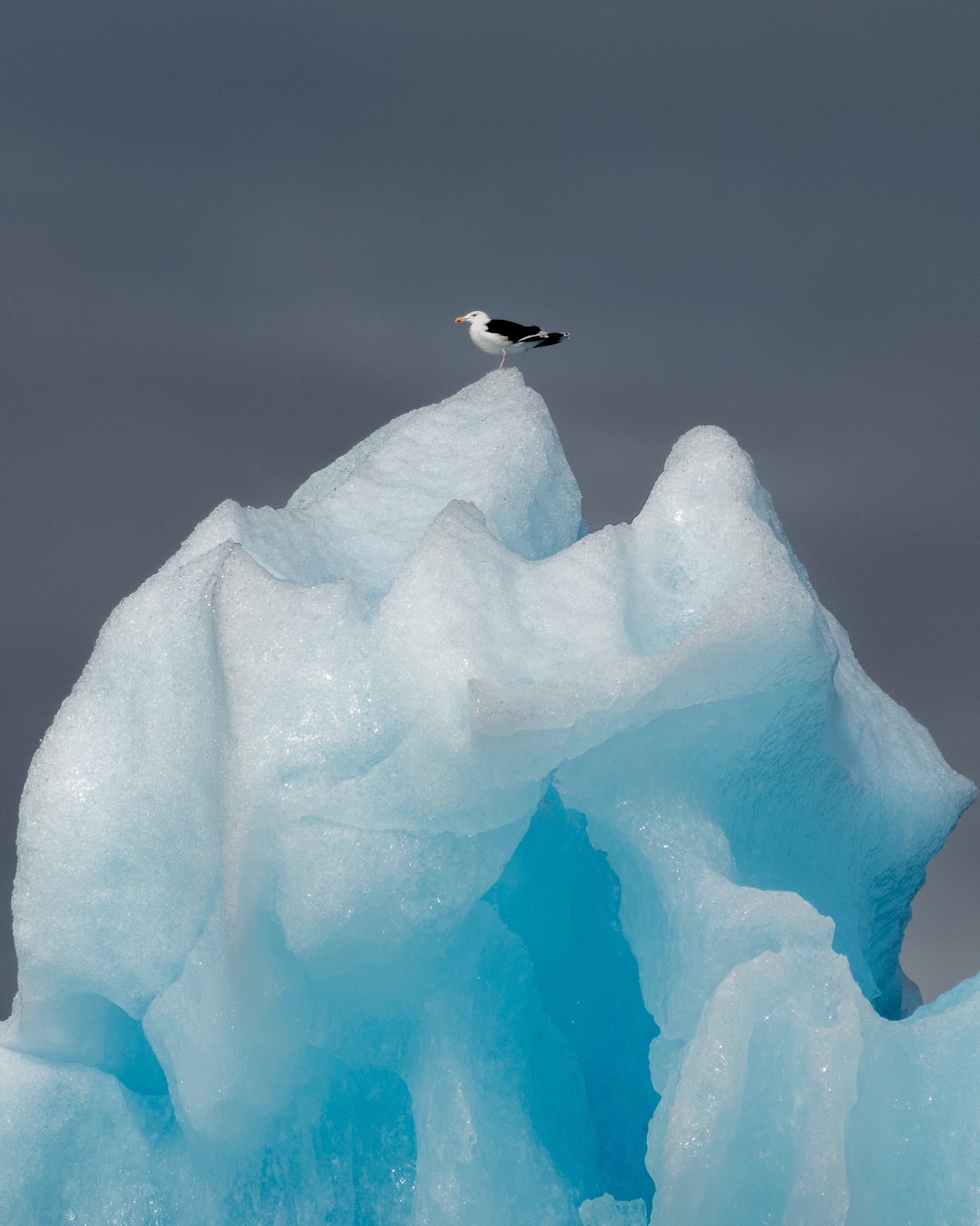 A solitary black-and-white seagull perches atop a vivid blue iceberg peak against a grey overcast sky, perfectly balanced at the summit. Photographed by Eyr&uacute;n Lyd&iacute;a S&aelig;varsd&oacute;ttir with the Sony RX100 VII.