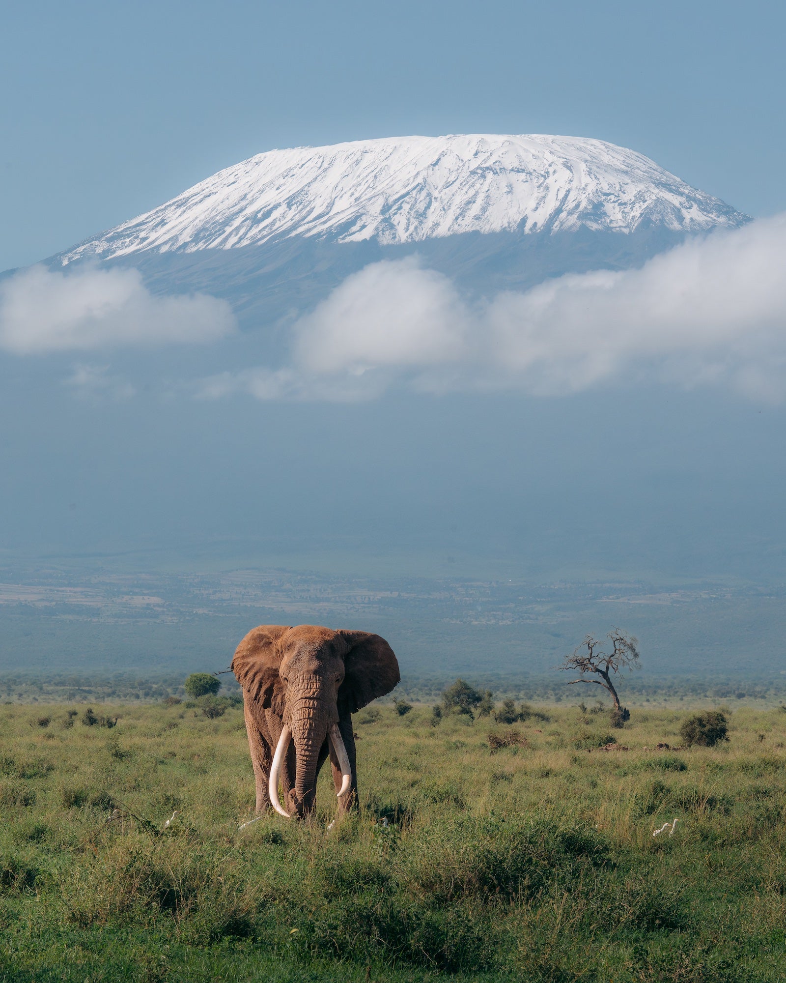 An elephant with long tusks walks through green grass beneath a snowcapped mountain partly veiled by clouds. Photo by Jay Baumann. Alpha 7 IV. 70-200mm f/2.8 G Master OSS II. 1/1600-sec. f/18. ISO 2000.