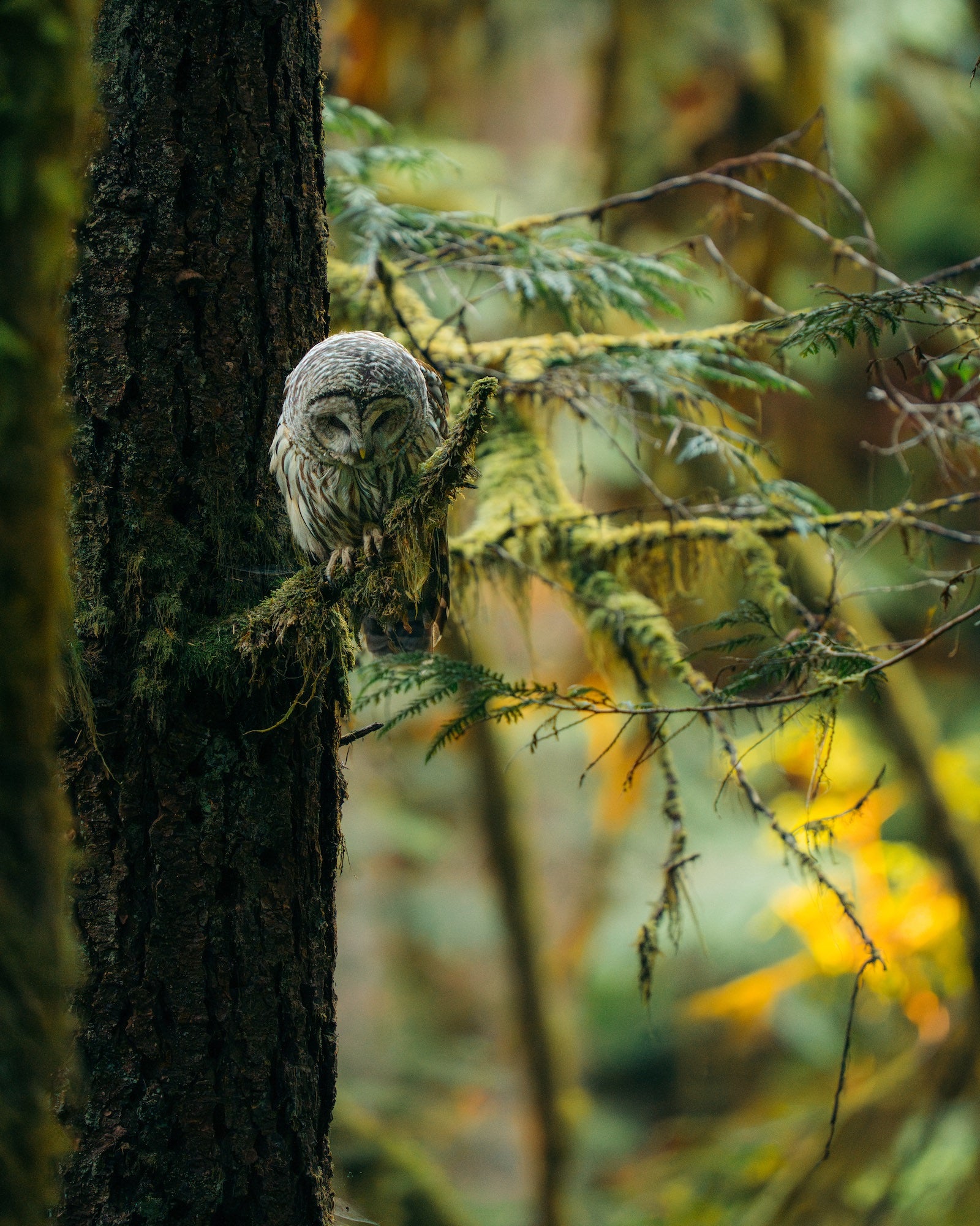 A barred owl peers from a moss-covered tree trunk amid evergreen branches and softly blurred golden foliage. Photo by Jay Baumann. Alpha 7 IV. 200-600mm f/5.6-6.3 G OSS. 1/160-sec. f/6.3. ISO 25600.