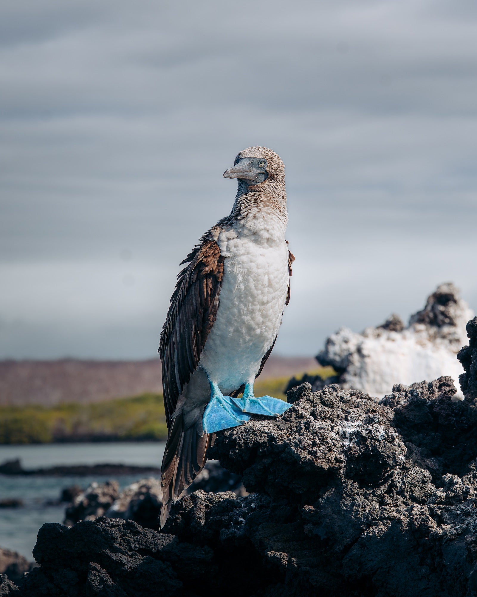 A blue-footed booby stands on jagged black volcanic rocks, its pale breast, brown wings, speckled head, and vivid blue feet lit by sun. Photo by Jay Baumann. Alpha 7 IV. 70-200mm f/2.8 G Master OSS II. 1/1250-sec. f/8. ISO 400.