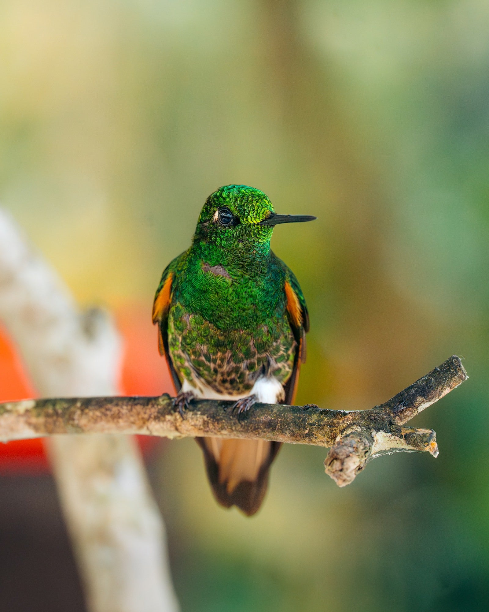 Green hummingbird with orange wing patches perches on a rough branch, its black bill facing right. Photo by Jay Baumann. Alpha 7 IV. 70-200mm f/2.8 G Master OSS II. 1/250-sec. f/6.3. ISO 10000.