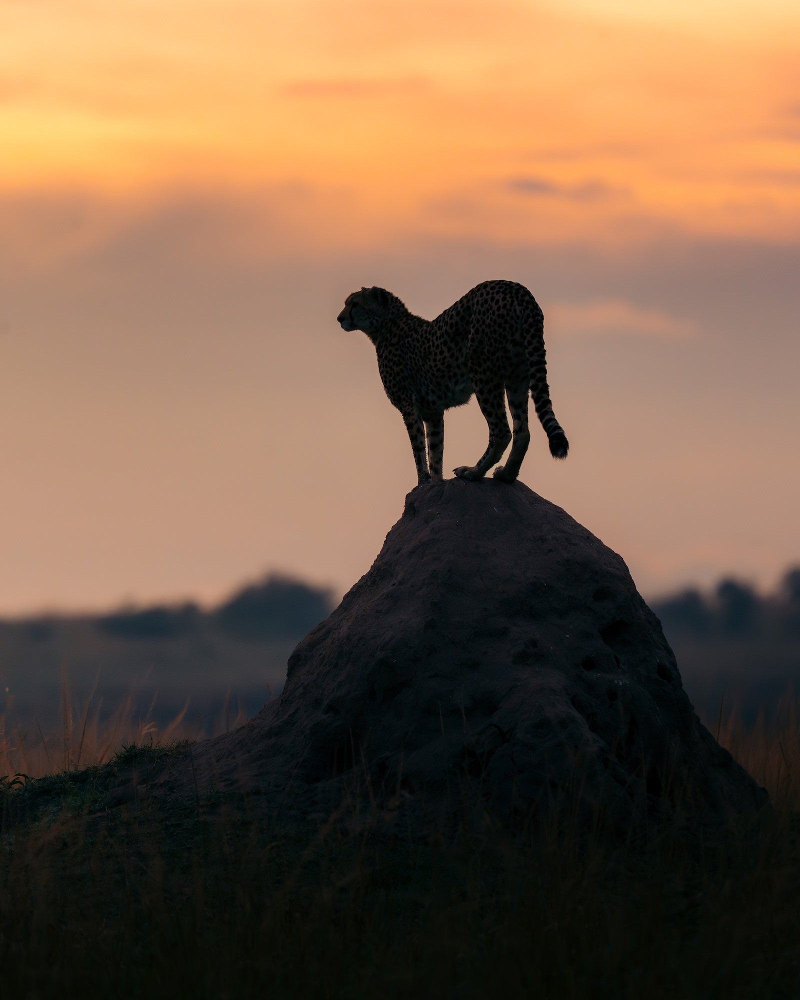 A leopard stands silhouetted atop a tall termite mound, its spotted coat outlined against a softly glowing orange and peach sunset sky. Photo by Jay Baumann. Alpha 7 IV. 200-600mm f/5.6-6.3 G OSS. 1/8000-sec. f/7.1. ISO 3200.