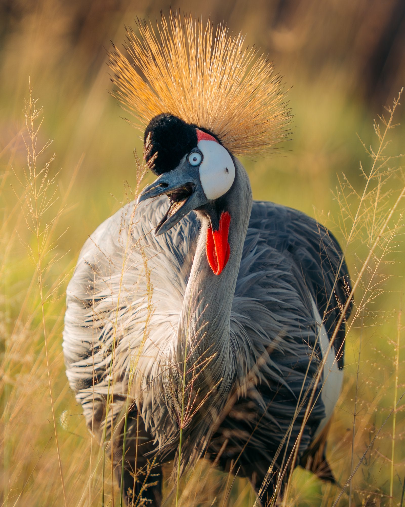 Crowned crane with a golden feather crest, red throat wattle, and black-and-white plumage stands among tall dry grass. Photo by Jay Baumann. Alpha 7 IV. 200-600mm f/5.6-6.3 G OSS. 1/1250-sec. f/6.3. ISO 500.