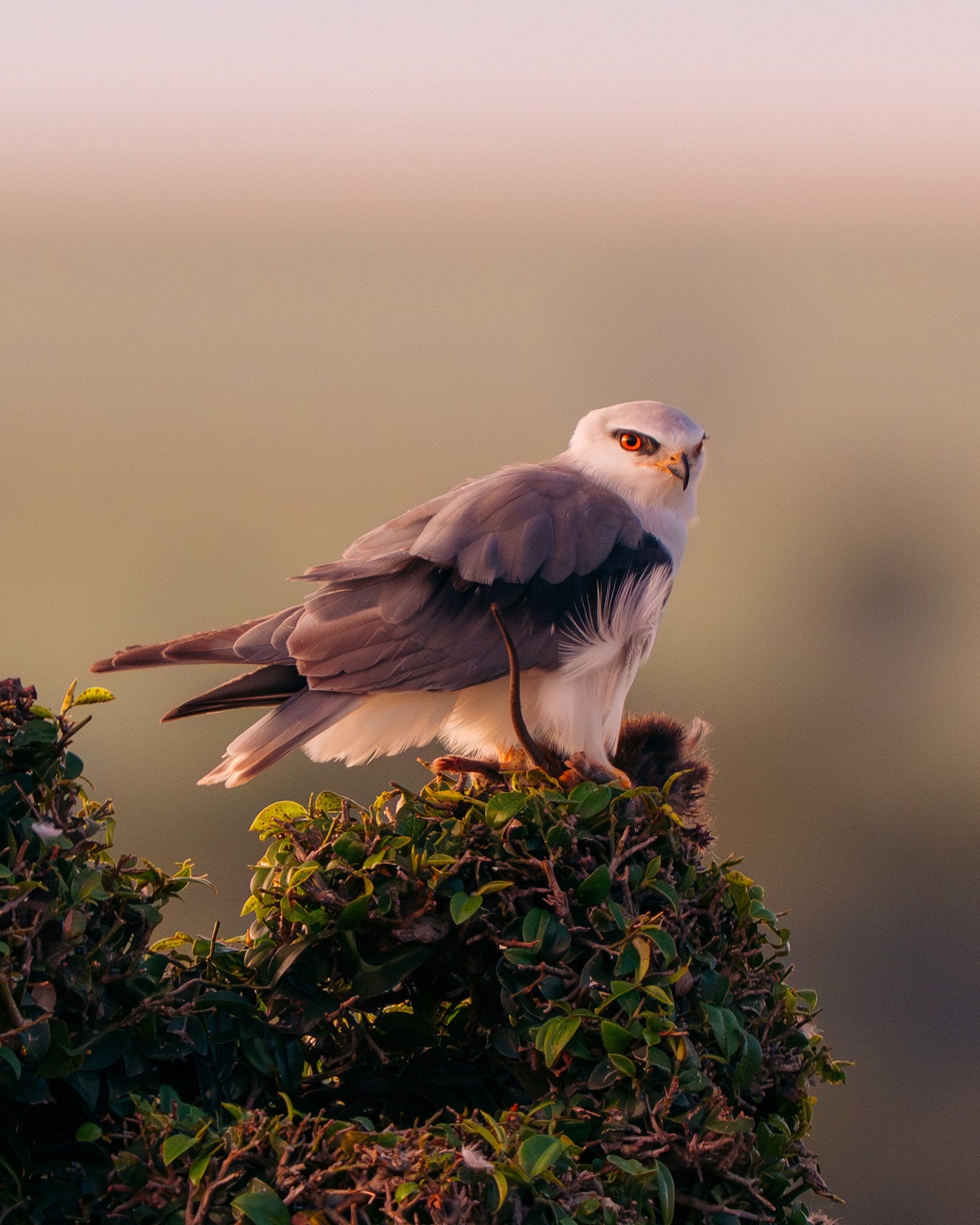 A black-winged kite with bright red eyes perches on a leafy shrub in warm light, holding a small rodent in its talons. Photo by Jay Baumann. Alpha 7 IV. 200-600mm f/5.6-6.3 G OSS. 1/60-sec. f/6.3. ISO 4000.