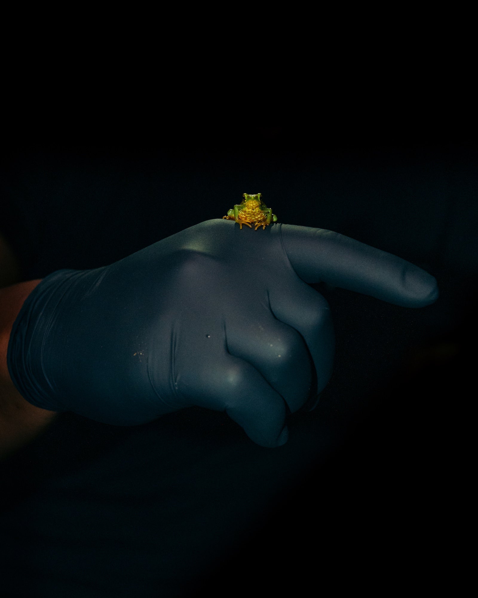 A tiny green-and-gold frog sits on an outstretched hand against a black background. Photo by Jay Baumann. Alpha 7 IV. 24-70mm f/2.8 G Master II. 1/400-sec. f/5.6. ISO 6400.