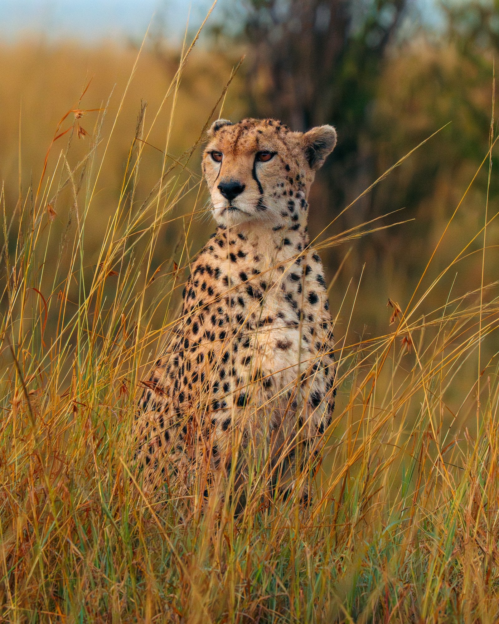 A cheetah sits alert in tall golden grass, its spotted coat framed by sunlit stems. Photo by Jay Baumann. Alpha 7 IV. 200-600mm f/5.6-6.3 G OSS. 1/4000-sec. f/14. ISO 20000.