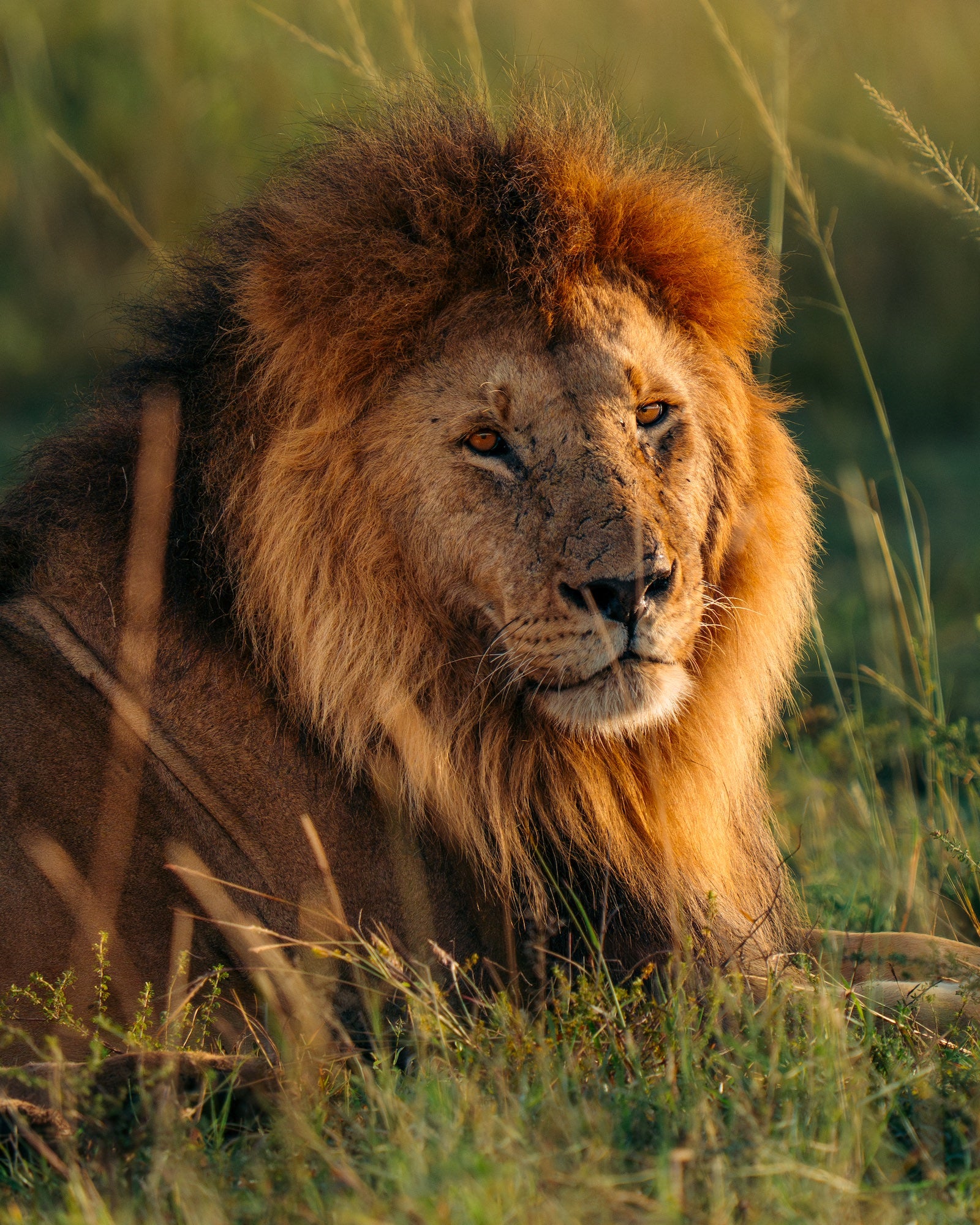 Close-up of a male lion resting in tall grass, its tawny mane glowing in warm light and amber eyes fixed toward the camera. Photo by Jay Baumann. Alpha 7 IV. 200-600mm f/5.6-6.3 G OSS. 1/2500-sec. f/6.3. ISO 1600.
