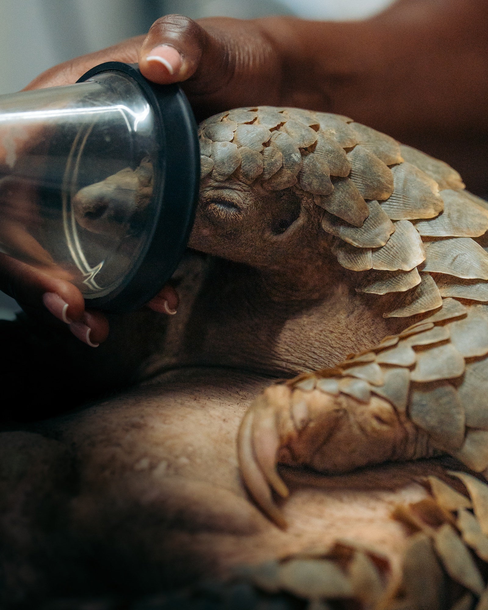 A rescued pangolin curls around itself as a caregiver holds a metal cup to its mouth, showing overlapping scales and curved claws. Photo by Jay Baumann. Alpha 7 IV. 70-200mm f/2.8 G Master OSS II. 1/320-sec. f/4.5. ISO 6400.